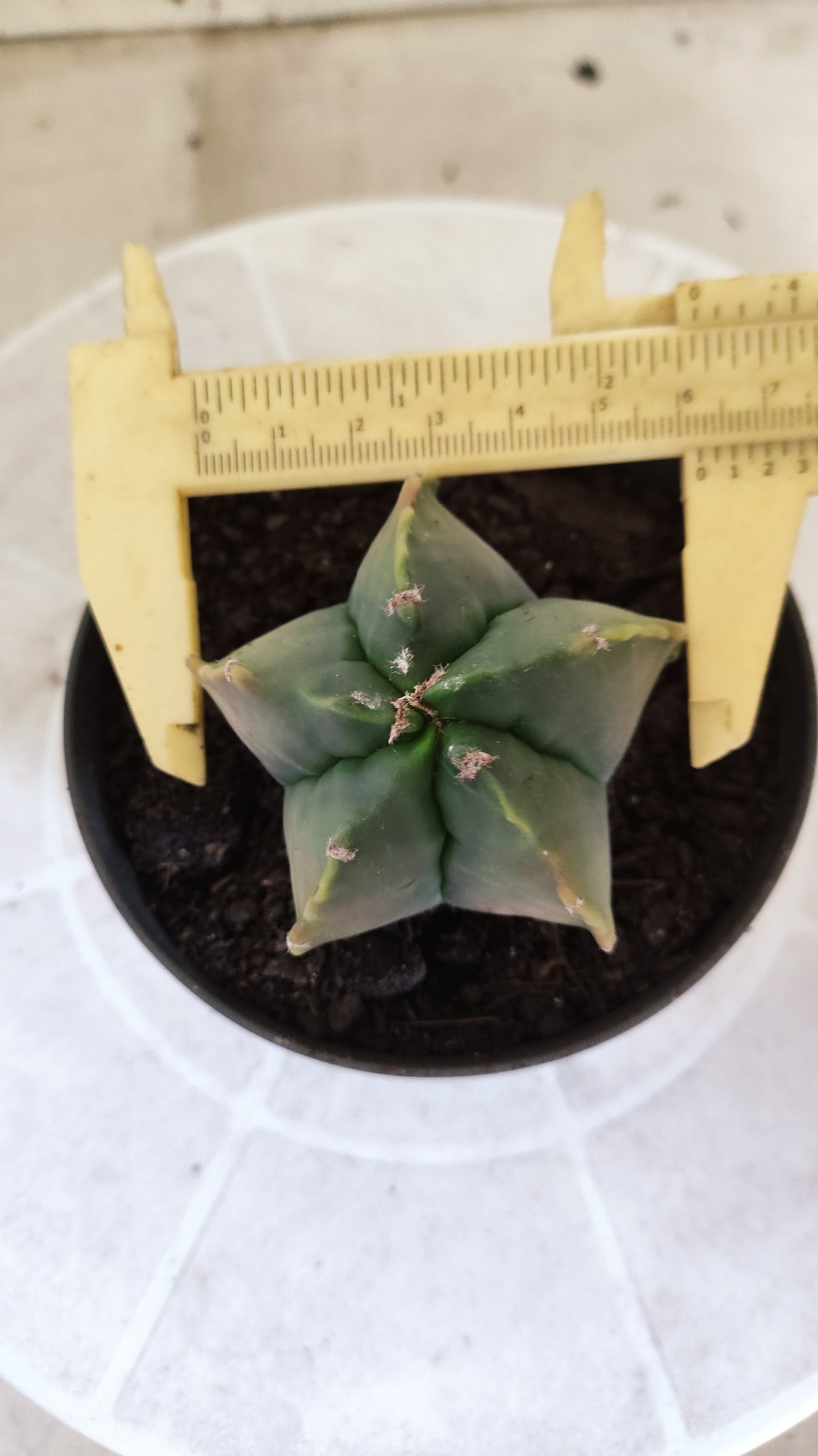 MATRIZ ASTROPHYTUM cv KIKKO  Nº 1714 – vaso 11