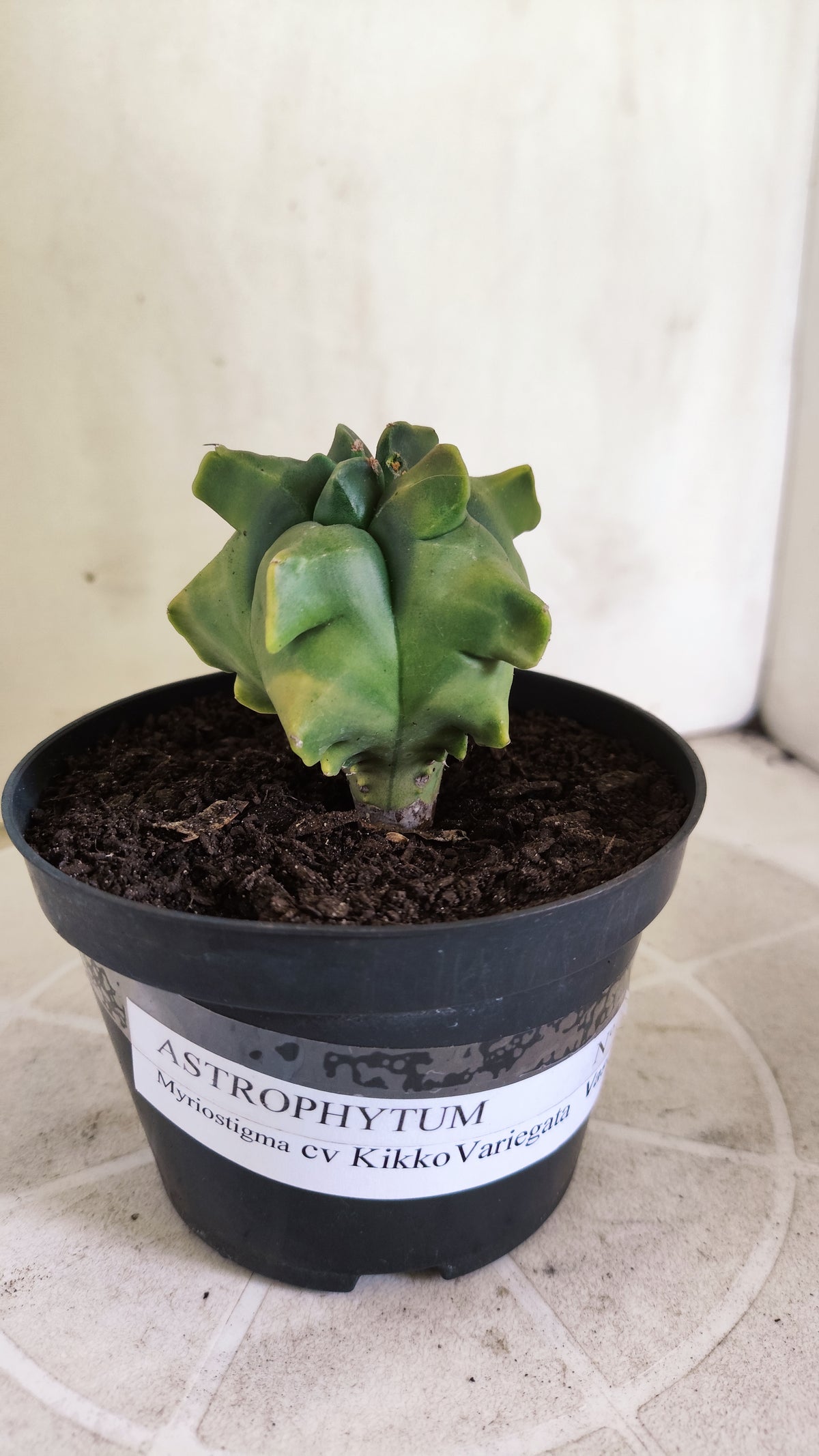 MATRIZ ASTROPHYTUM cv KIKKO "Variegata" Nº 1715 – vaso 11