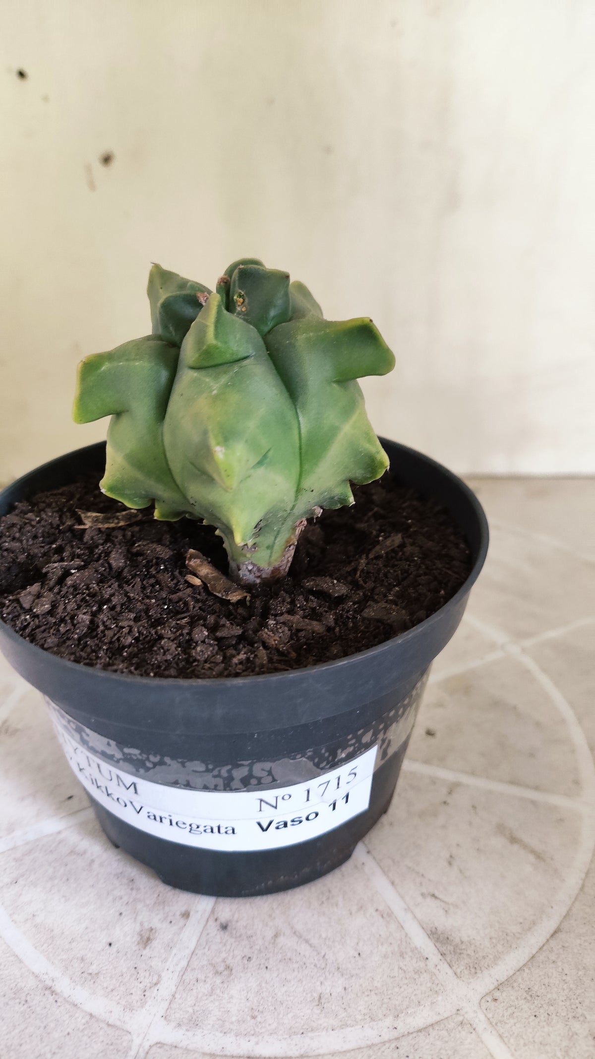 MATRIZ ASTROPHYTUM cv KIKKO "Variegata" Nº 1715 – vaso 11