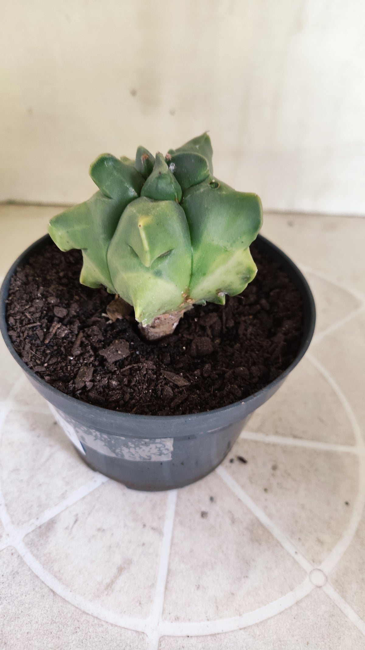 MATRIZ ASTROPHYTUM cv KIKKO "Variegata" Nº 1715 – vaso 11