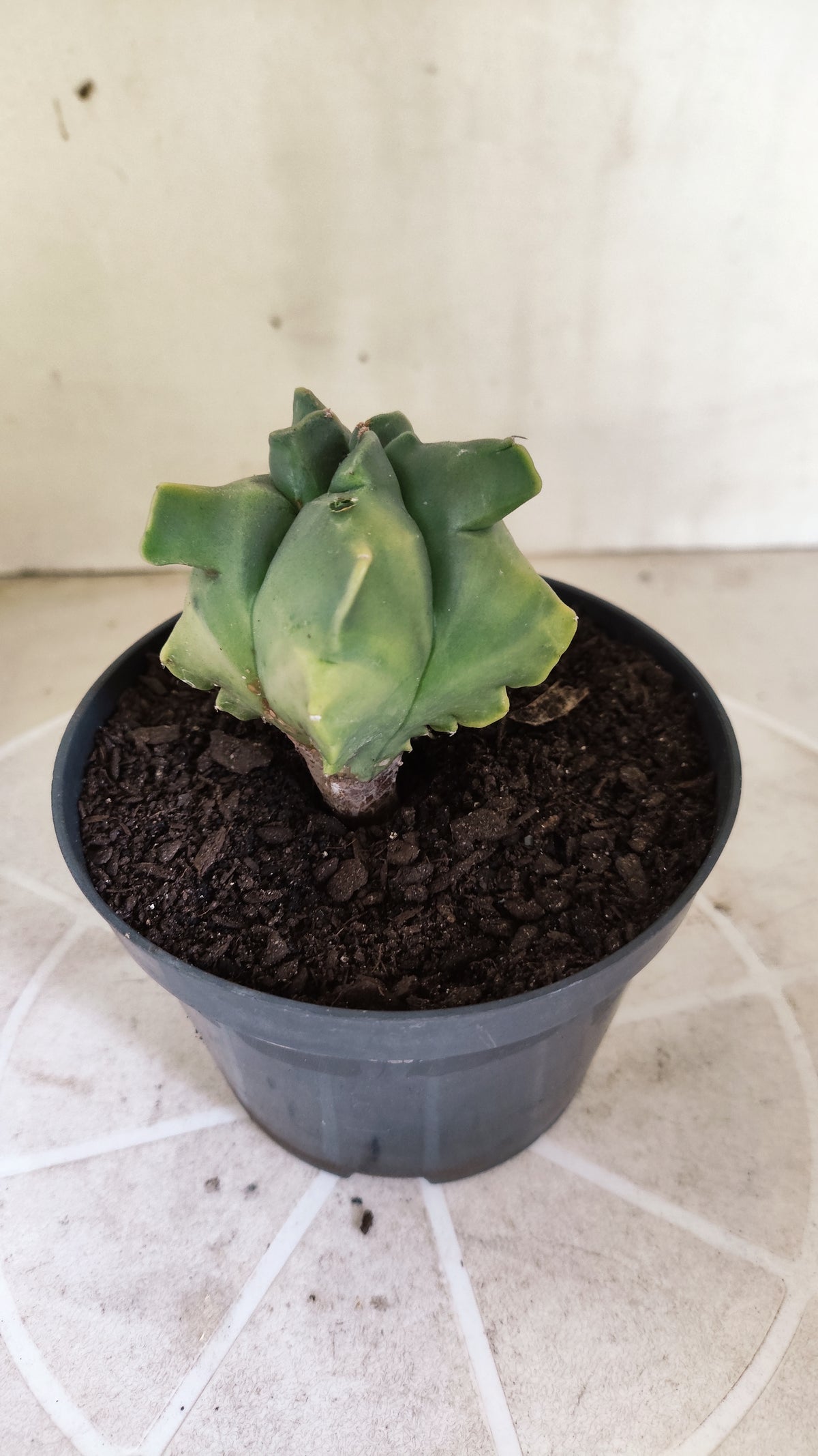 MATRIZ ASTROPHYTUM cv KIKKO "Variegata" Nº 1715 – vaso 11