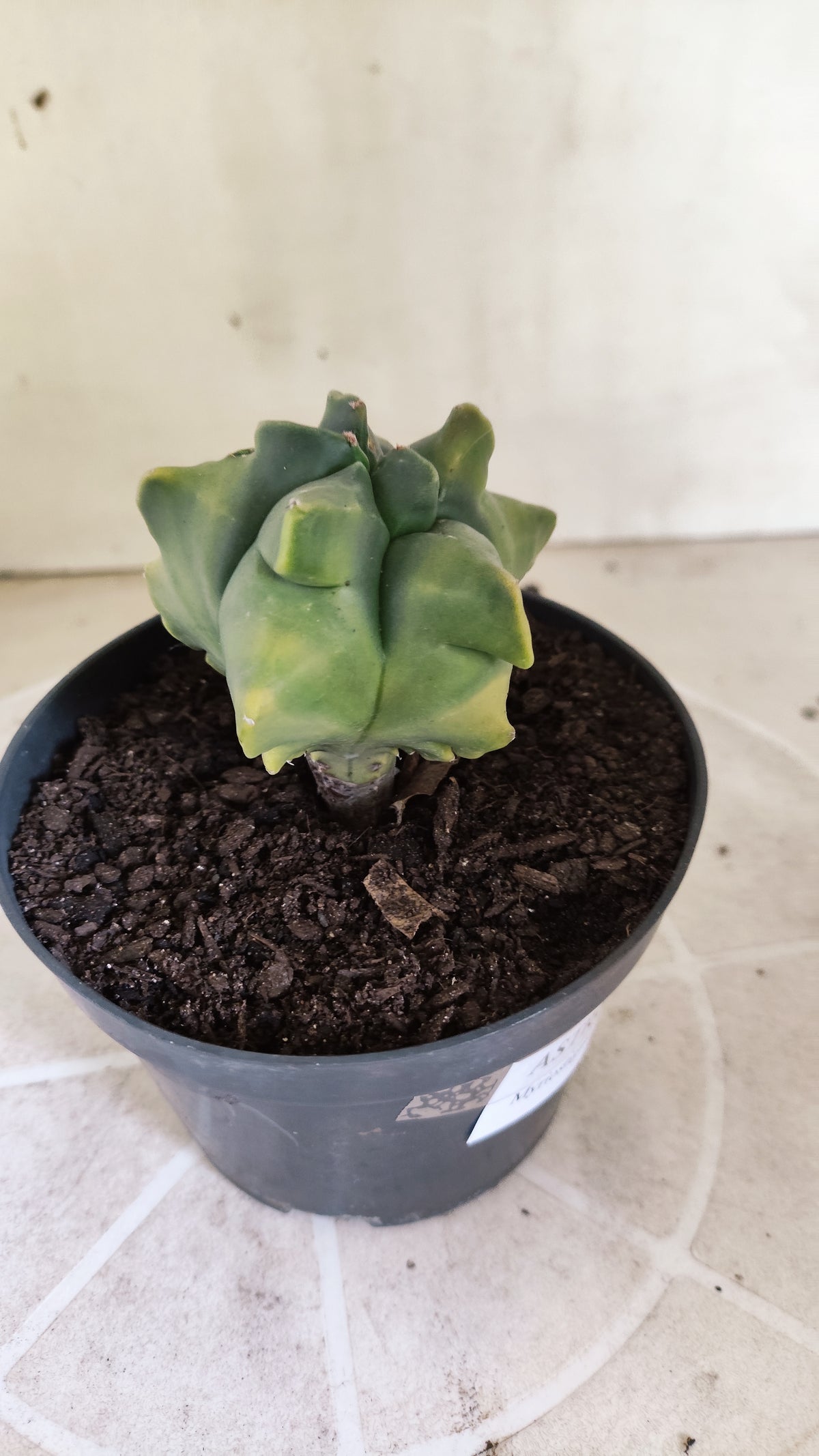 MATRIZ ASTROPHYTUM cv KIKKO "Variegata" Nº 1715 – vaso 11