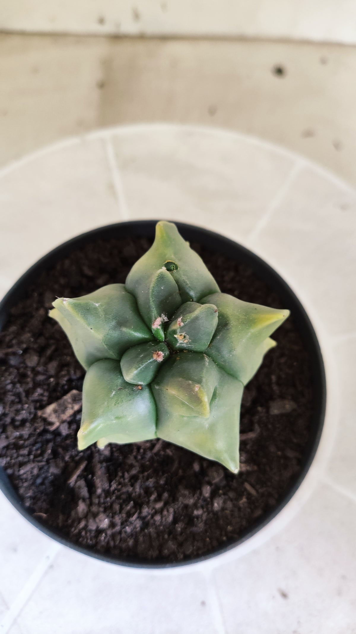 MATRIZ ASTROPHYTUM cv KIKKO "Variegata" Nº 1715 – vaso 11