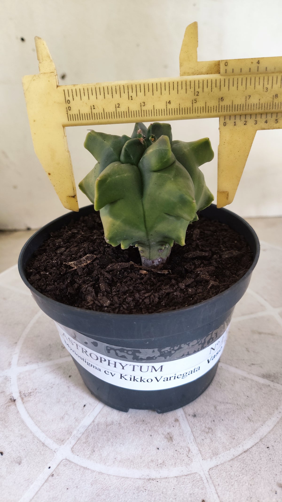 MATRIZ ASTROPHYTUM cv KIKKO "Variegata" Nº 1715 – vaso 11