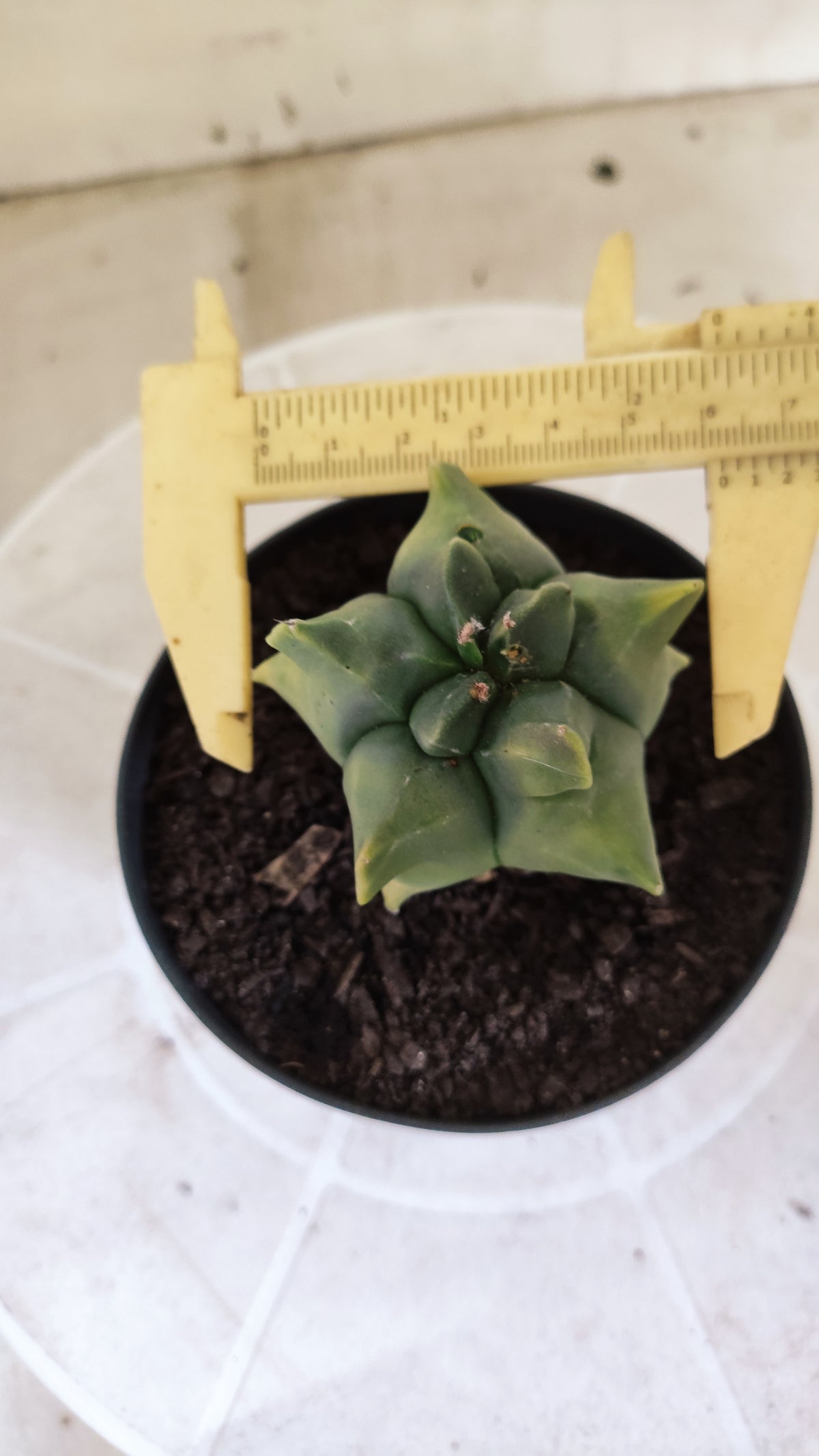 MATRIZ ASTROPHYTUM cv KIKKO "Variegata" Nº 1715 – vaso 11