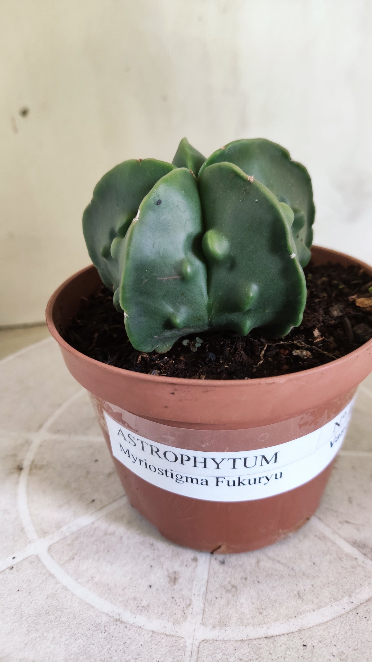 MATRIZ ASTROPHYTUM cv KIKKO "Fukuryu" Nº 1716 – vaso 11