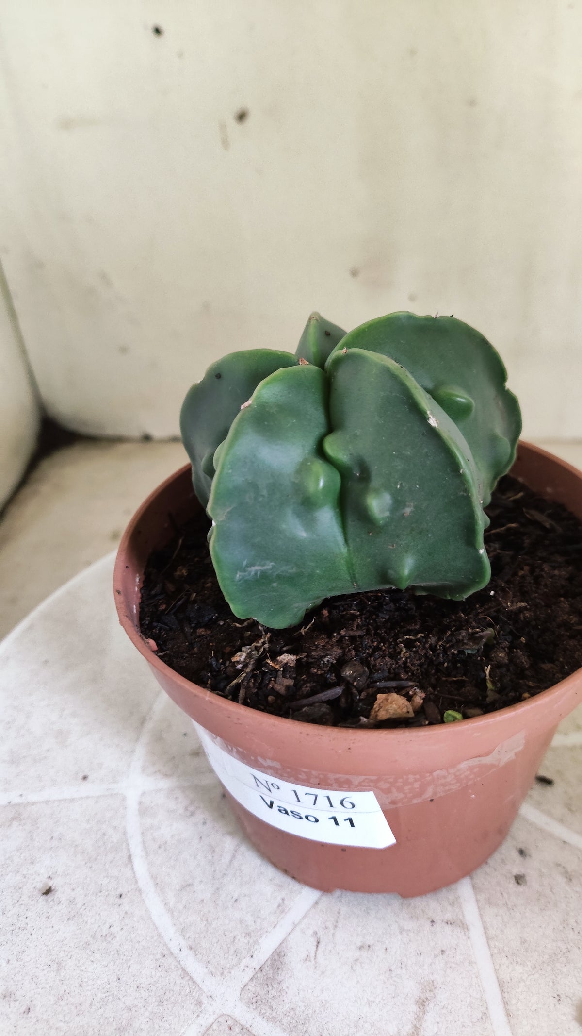 MATRIZ ASTROPHYTUM cv KIKKO "Fukuryu" Nº 1716 – vaso 11