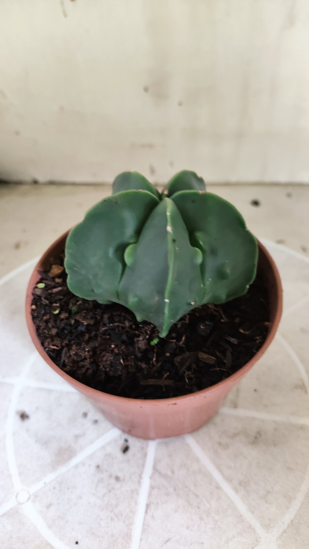 MATRIZ ASTROPHYTUM cv KIKKO "Fukuryu" Nº 1716 – vaso 11
