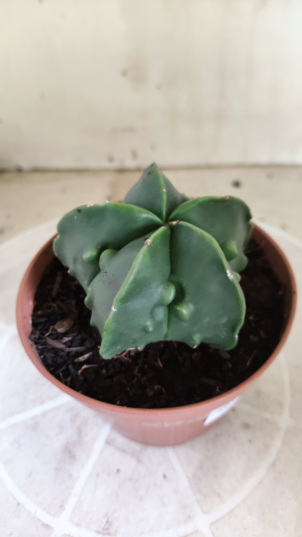 MATRIZ ASTROPHYTUM cv KIKKO "Fukuryu" Nº 1716 – vaso 11