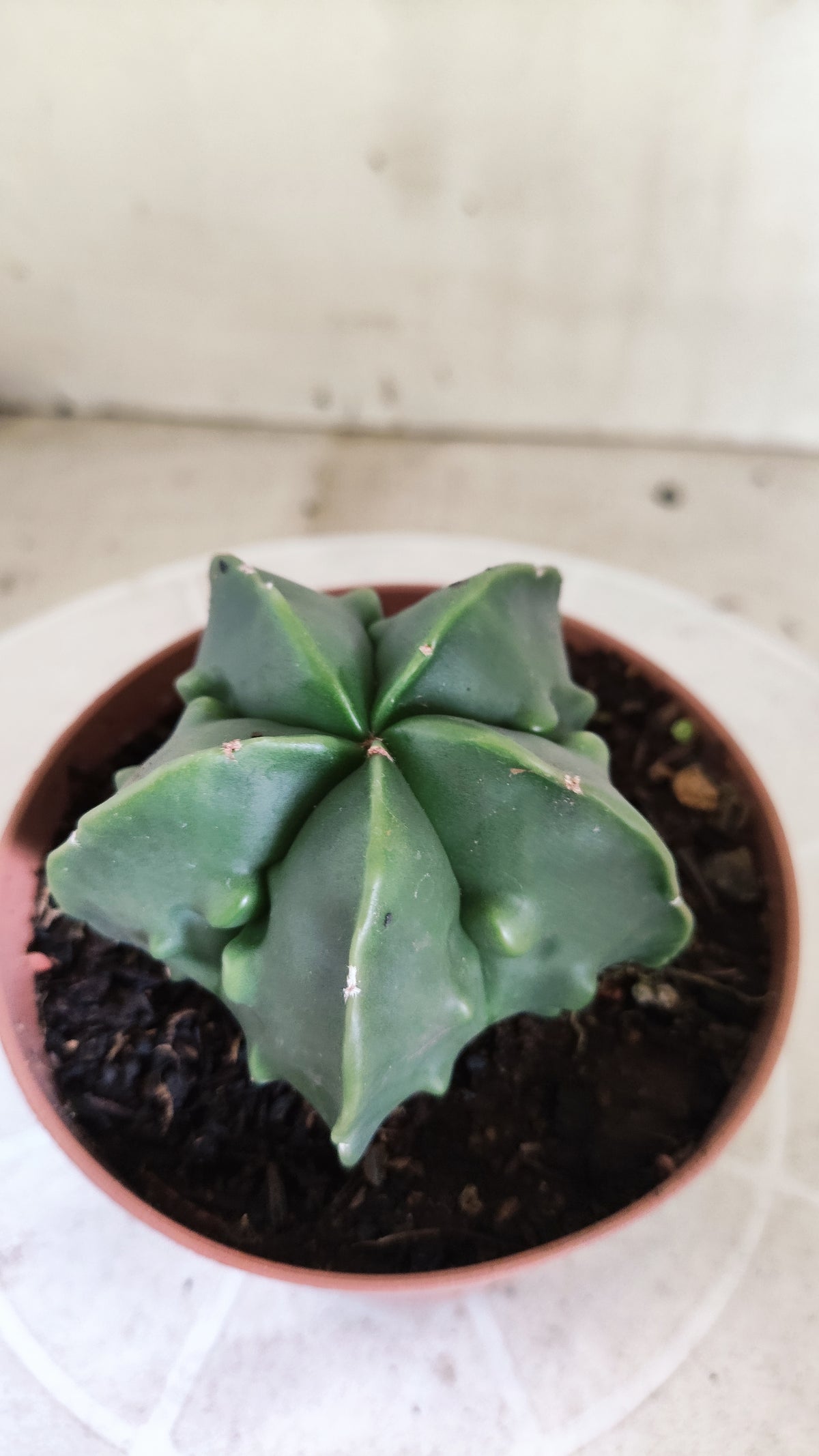 MATRIZ ASTROPHYTUM cv KIKKO "Fukuryu" Nº 1716 – vaso 11