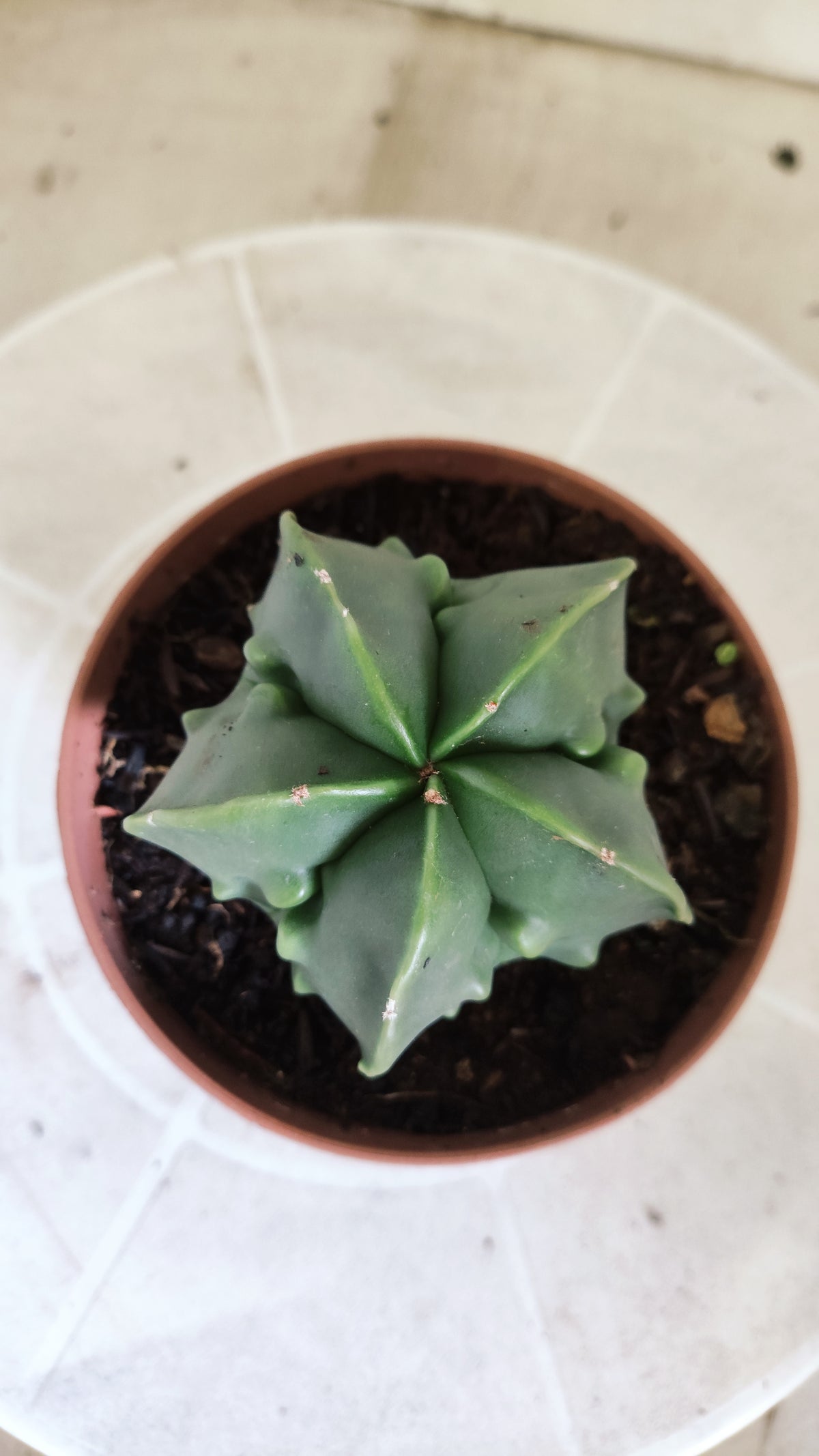 MATRIZ ASTROPHYTUM cv KIKKO "Fukuryu" Nº 1716 – vaso 11