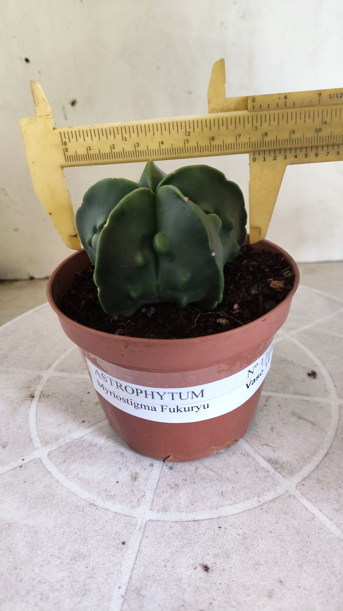 MATRIZ ASTROPHYTUM cv KIKKO "Fukuryu" Nº 1716 – vaso 11
