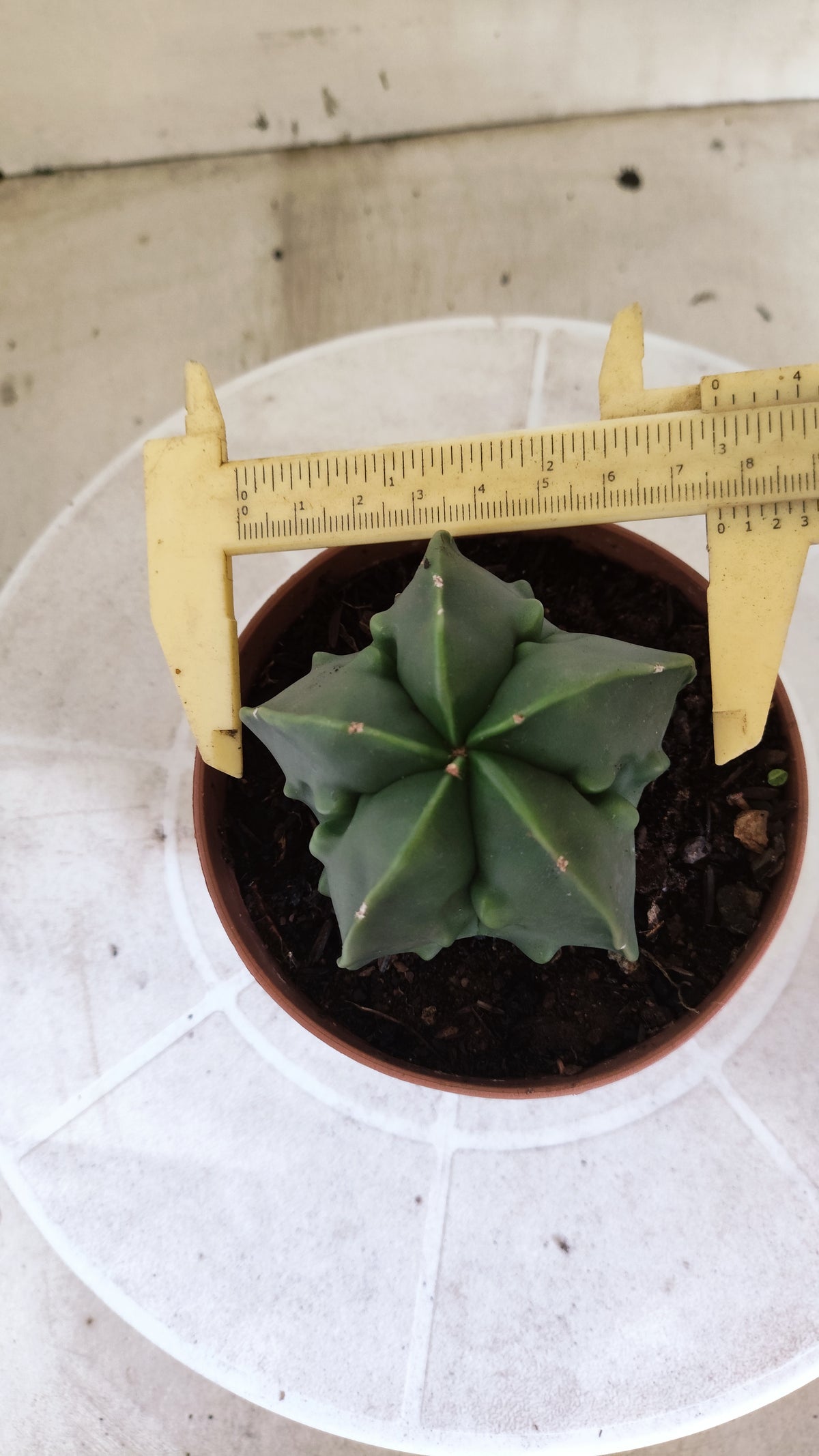 MATRIZ ASTROPHYTUM cv KIKKO "Fukuryu" Nº 1716 – vaso 11