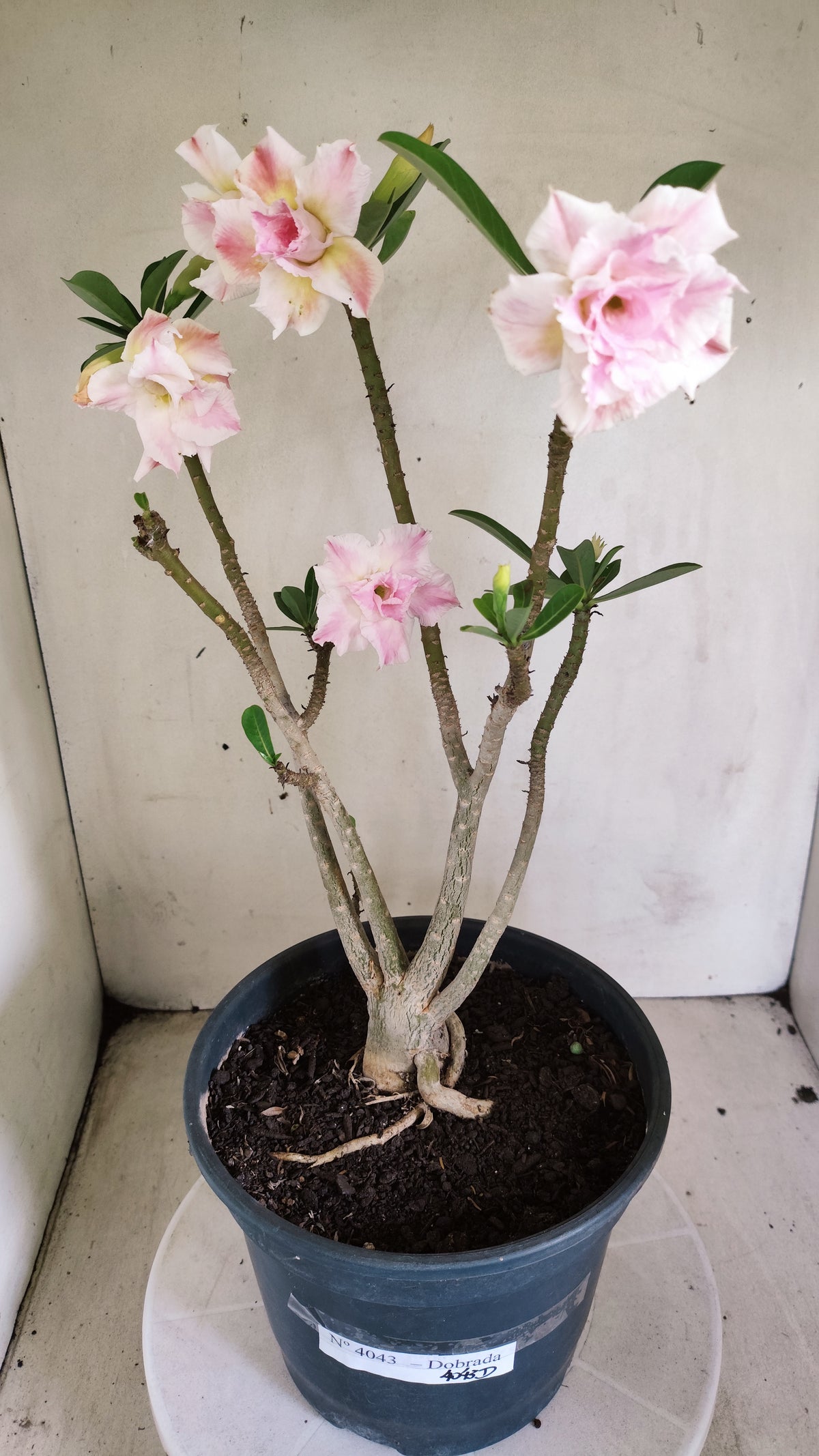 Planta Dobrada 4043 – 40cm – 03 anos - Vaso 20