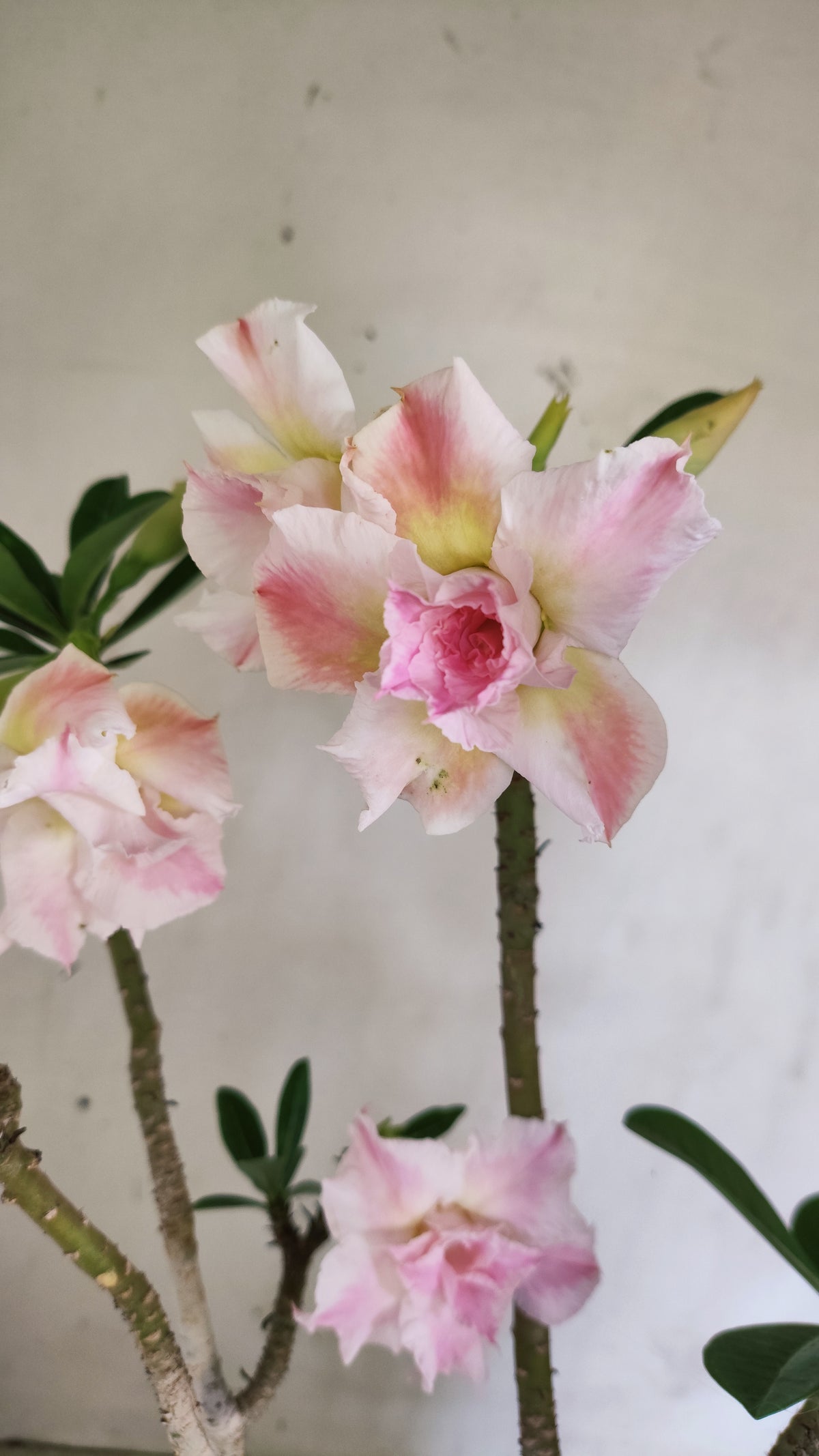 Planta Dobrada 4043 – 40cm – 03 anos - Vaso 20