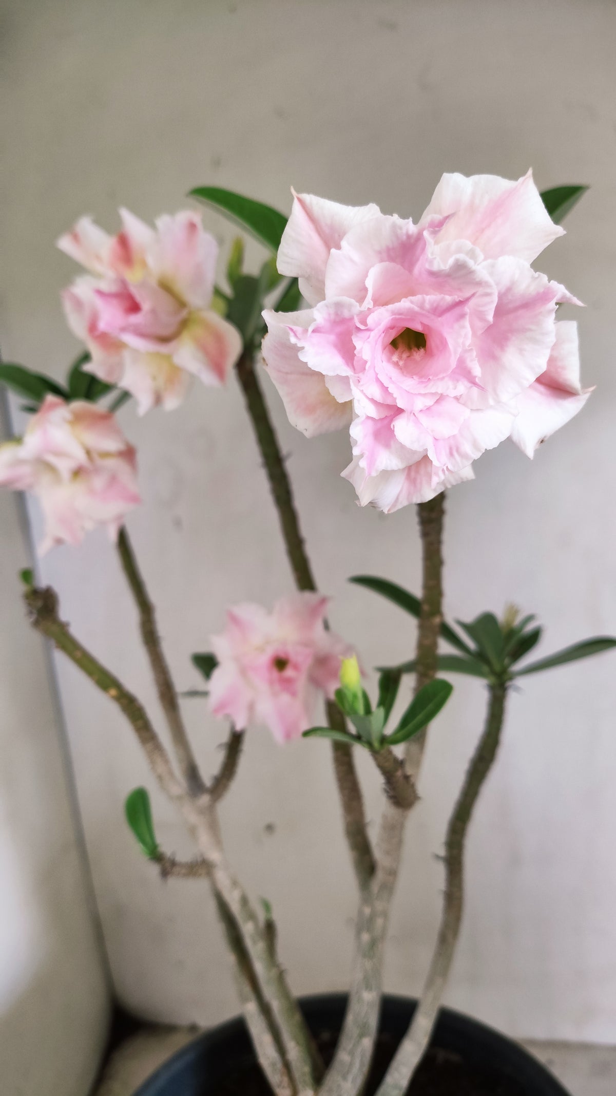 Planta Dobrada 4043 – 40cm – 03 anos - Vaso 20