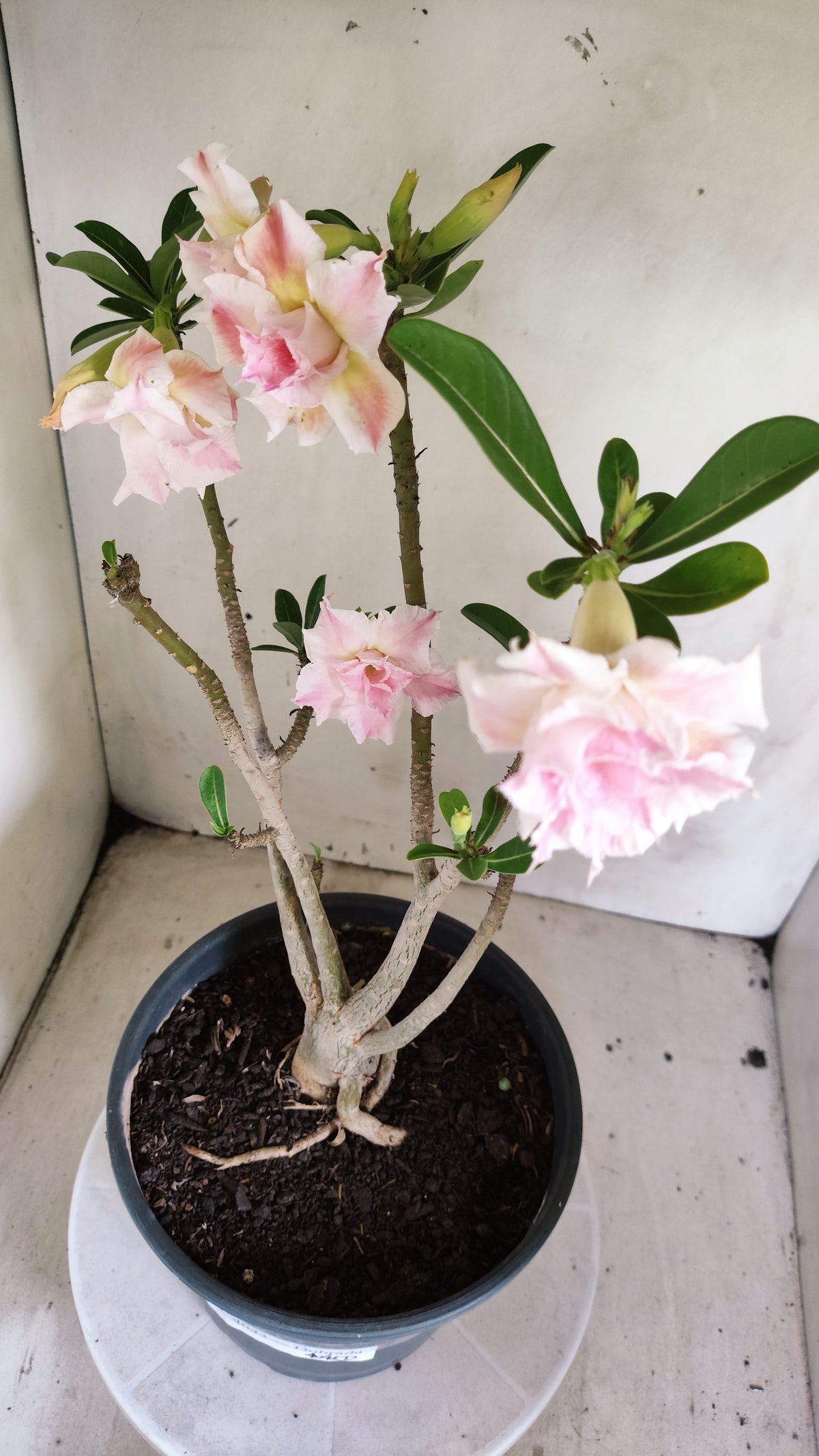 Planta Dobrada 4043 – 40cm – 03 anos - Vaso 20