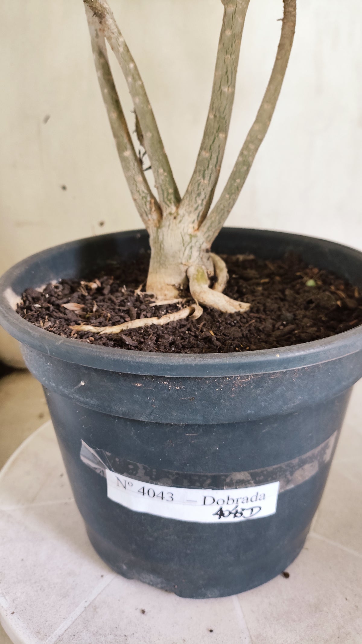 Planta Dobrada 4043 – 40cm – 03 anos - Vaso 20