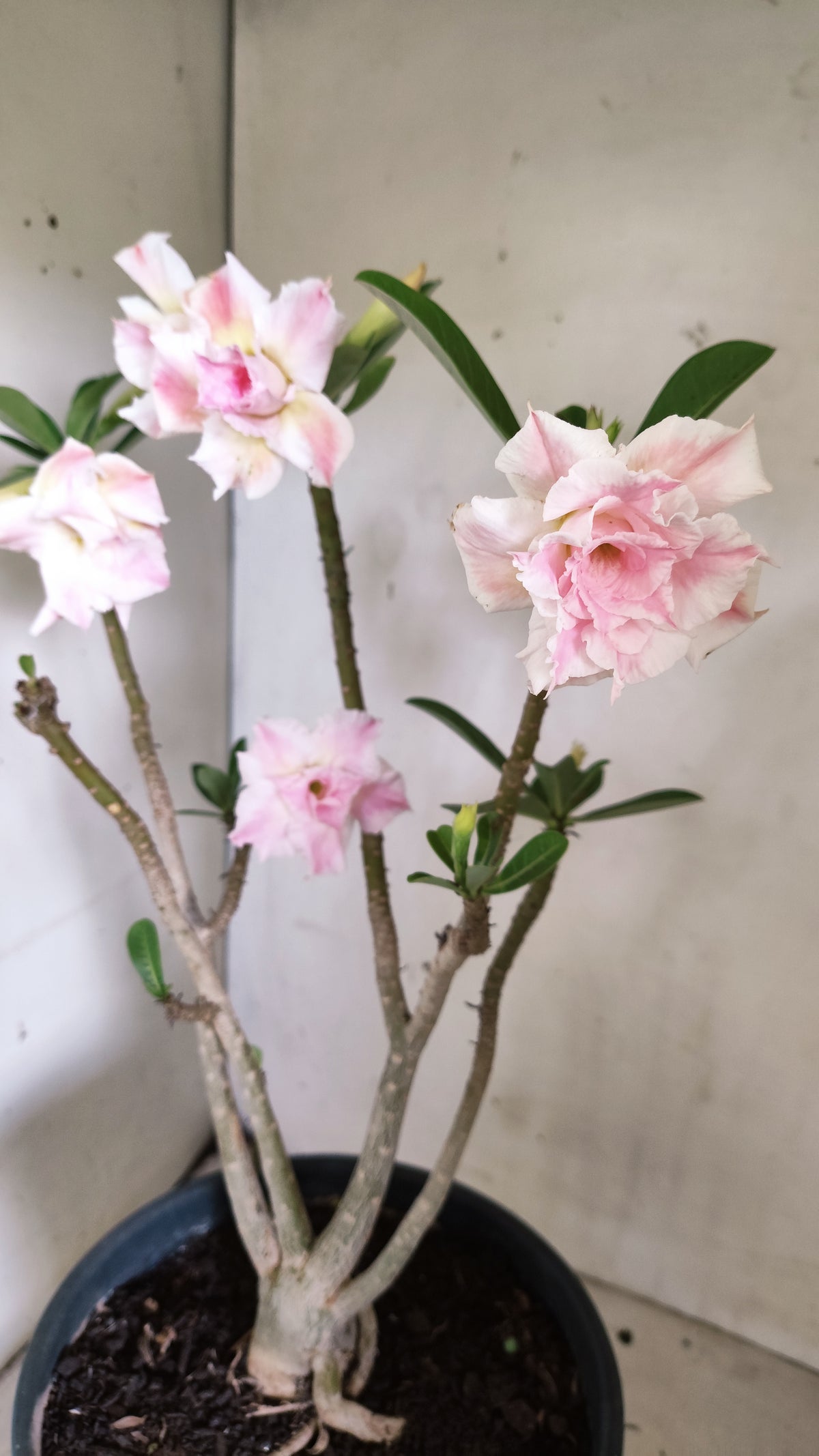 Planta Dobrada 4043 – 40cm – 03 anos - Vaso 20