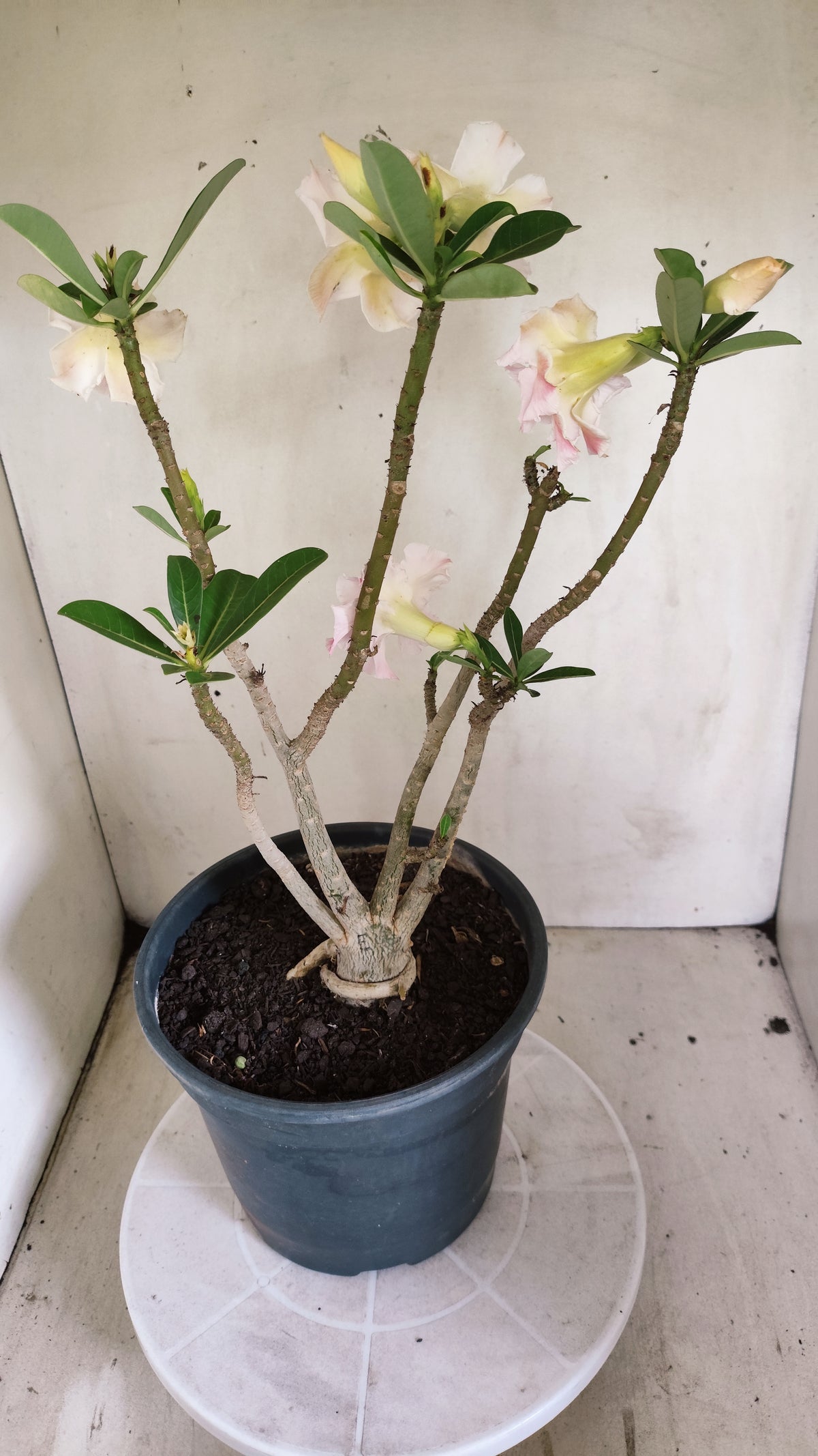 Planta Dobrada 4043 – 40cm – 03 anos - Vaso 20