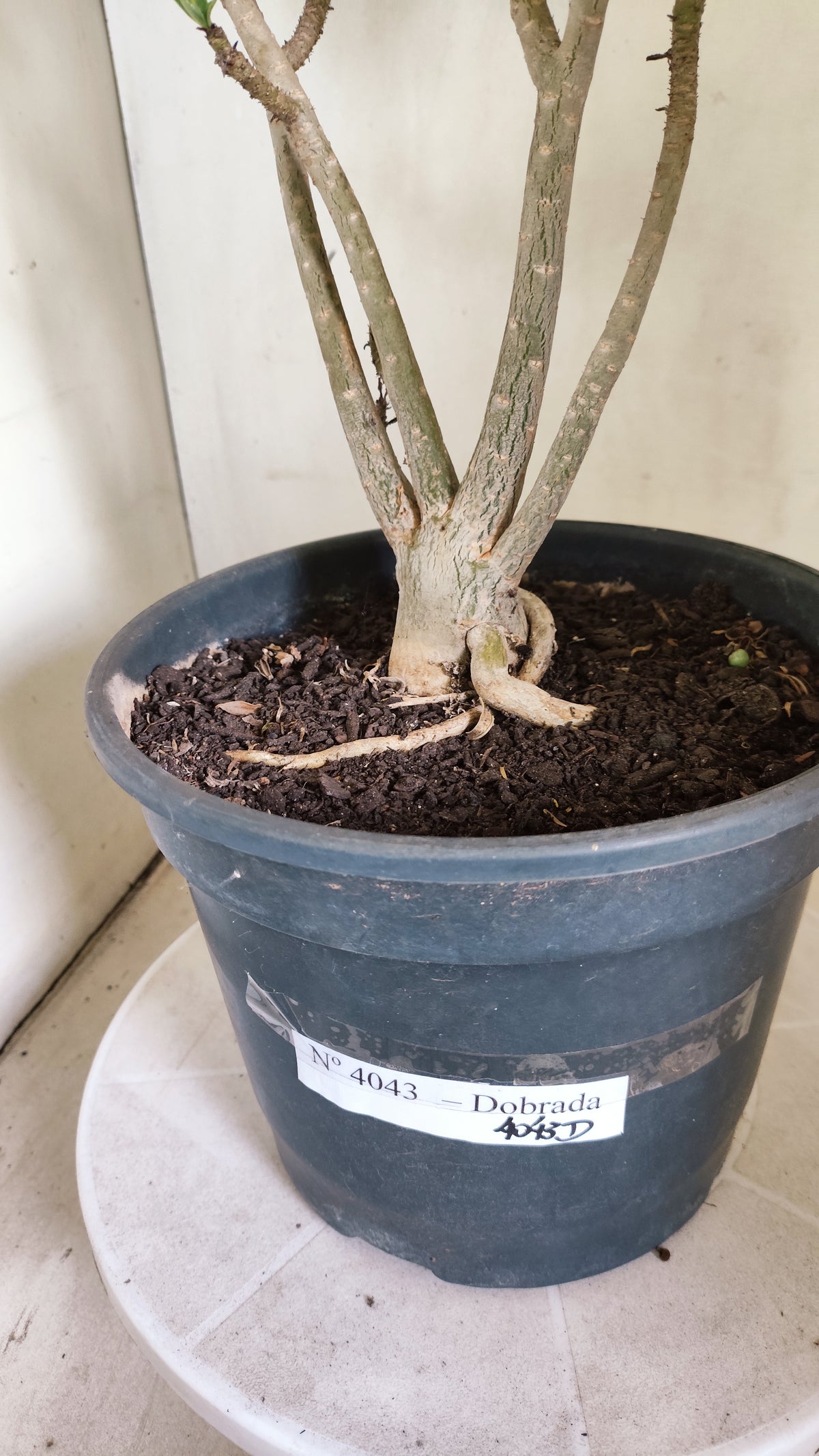 Planta Dobrada 4043 – 40cm – 03 anos - Vaso 20