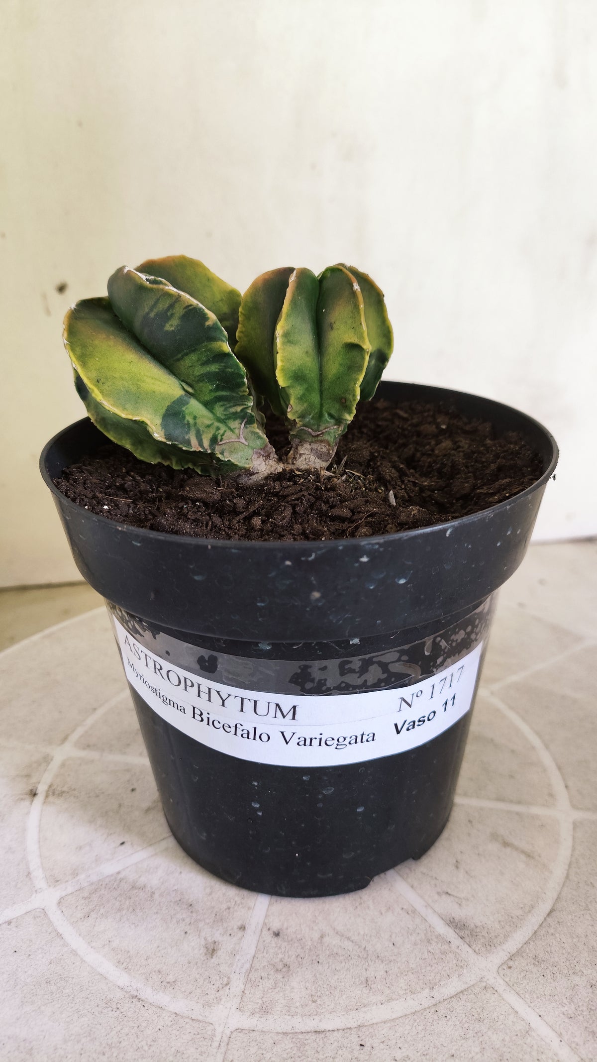 MATRIZ ASTROPHYTUM Myriostigma "Bicéfalo Variegata" Nº 1717 – vaso 15