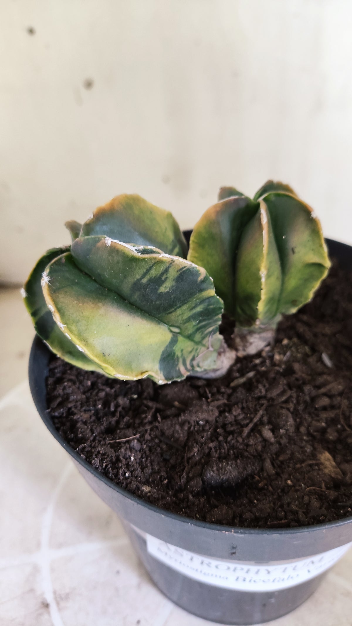 MATRIZ ASTROPHYTUM Myriostigma "Bicéfalo Variegata" Nº 1717 – vaso 15