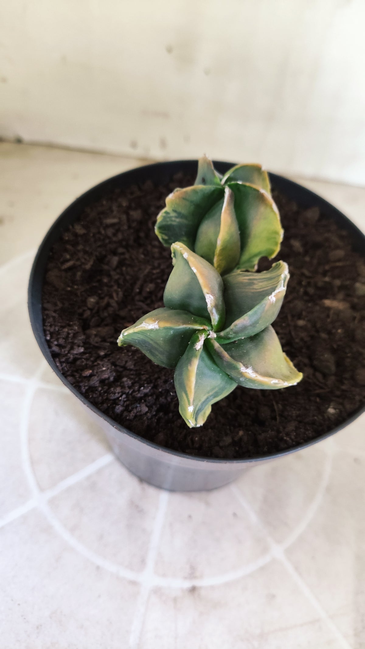 MATRIZ ASTROPHYTUM Myriostigma "Bicéfalo Variegata" Nº 1717 – vaso 15