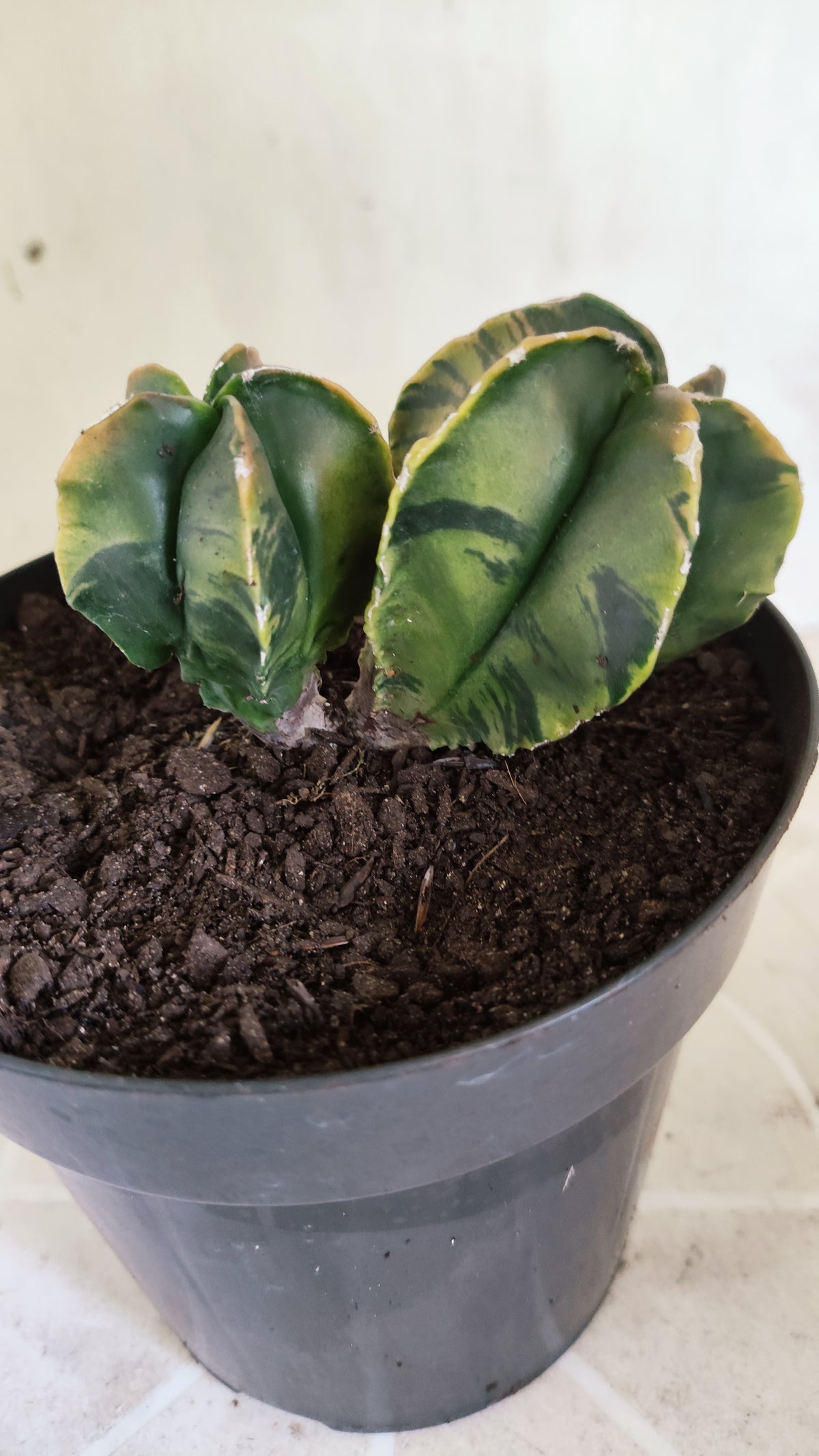 MATRIZ ASTROPHYTUM Myriostigma "Bicéfalo Variegata" Nº 1717 – vaso 15
