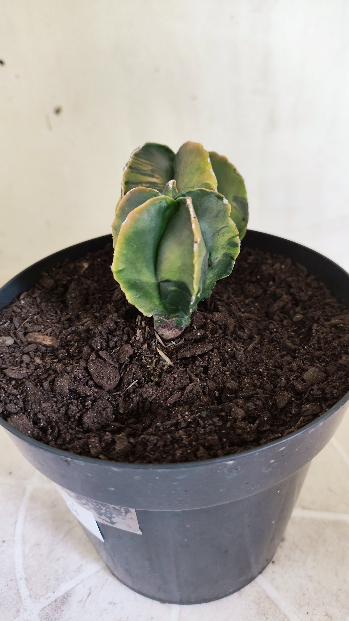 MATRIZ ASTROPHYTUM Myriostigma "Bicéfalo Variegata" Nº 1717 – vaso 15