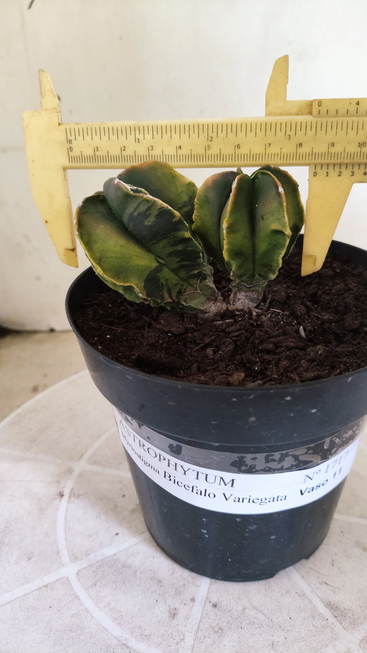 MATRIZ ASTROPHYTUM Myriostigma "Bicéfalo Variegata" Nº 1717 – vaso 15