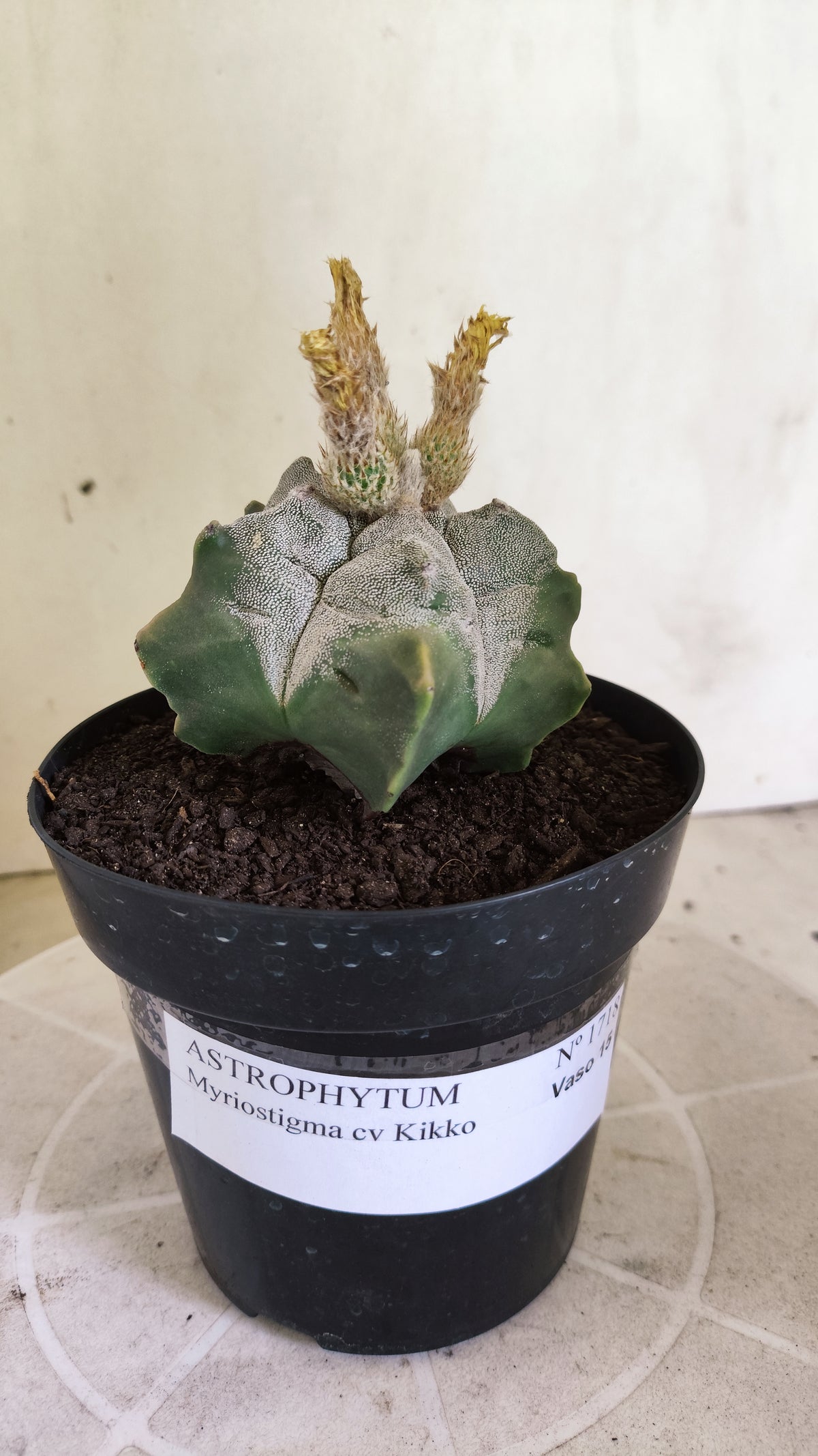 MATRIZ ASTROPHYTUM cv KIKKO  Nº 1717 – vaso 15