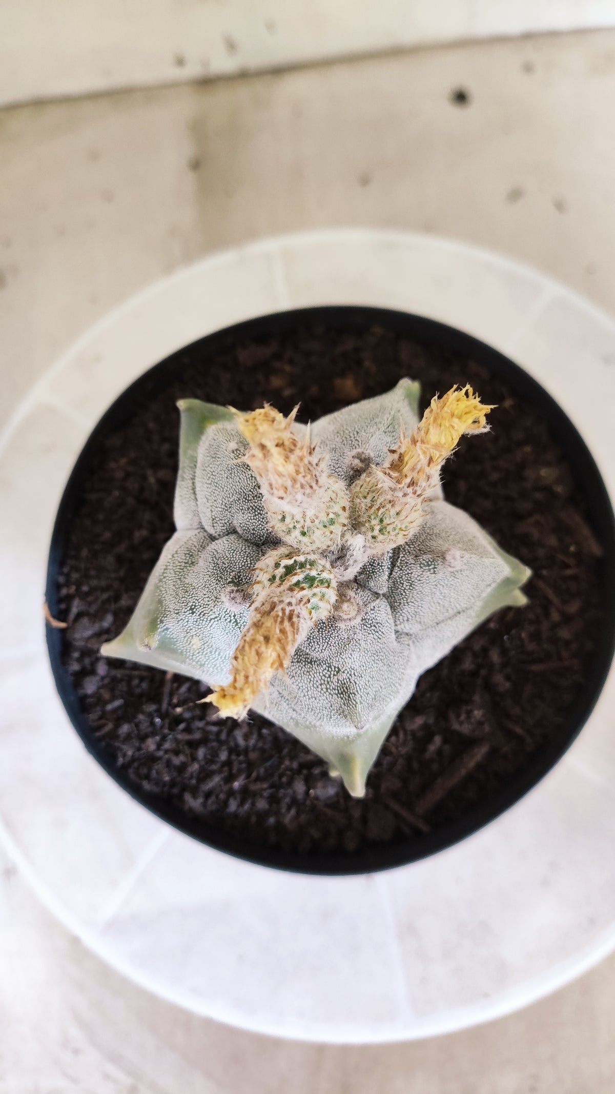 MATRIZ ASTROPHYTUM cv KIKKO  Nº 1717 – vaso 15