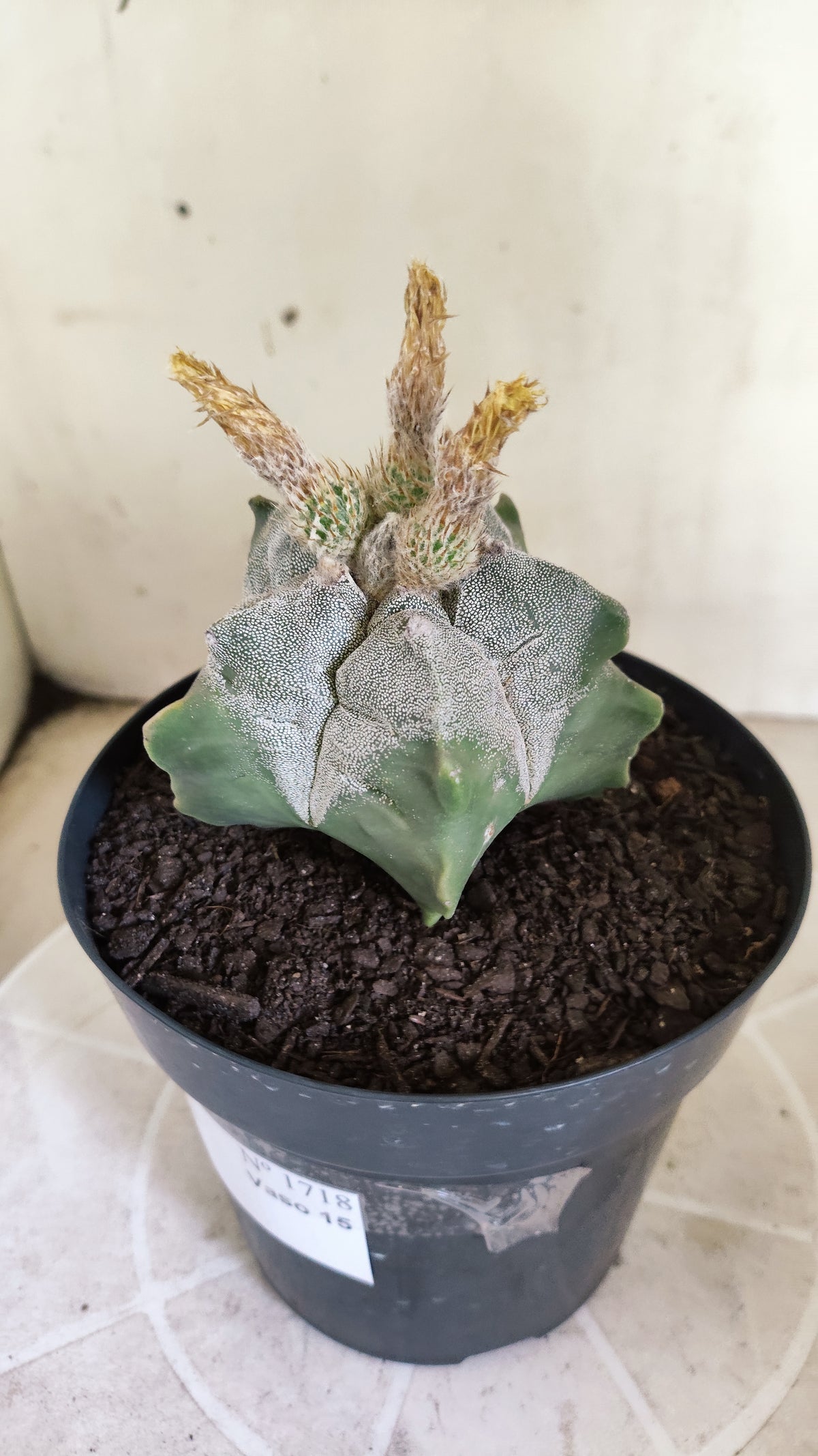 MATRIZ ASTROPHYTUM cv KIKKO  Nº 1717 – vaso 15