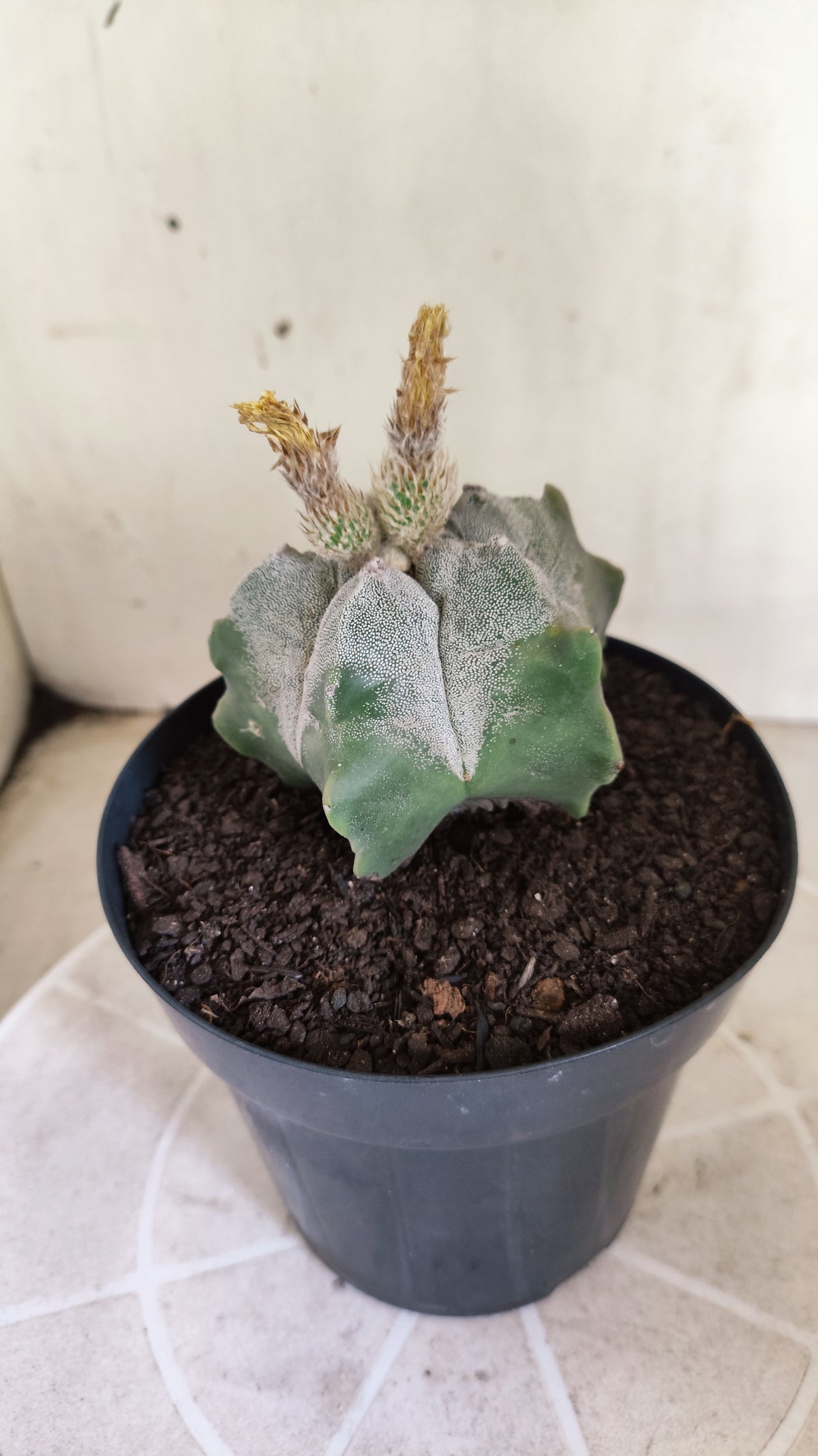 MATRIZ ASTROPHYTUM cv KIKKO  Nº 1717 – vaso 15