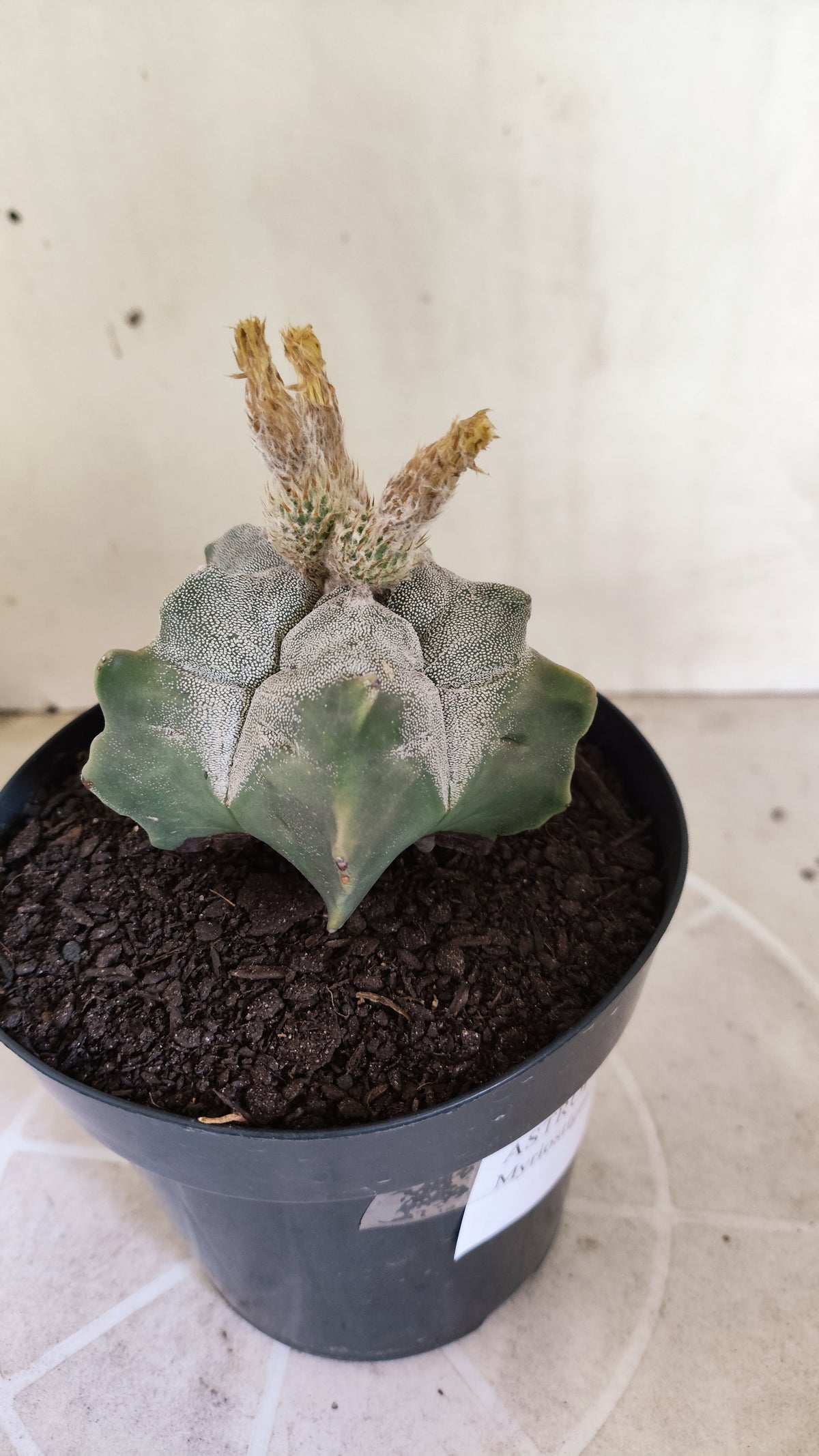 MATRIZ ASTROPHYTUM cv KIKKO  Nº 1717 – vaso 15