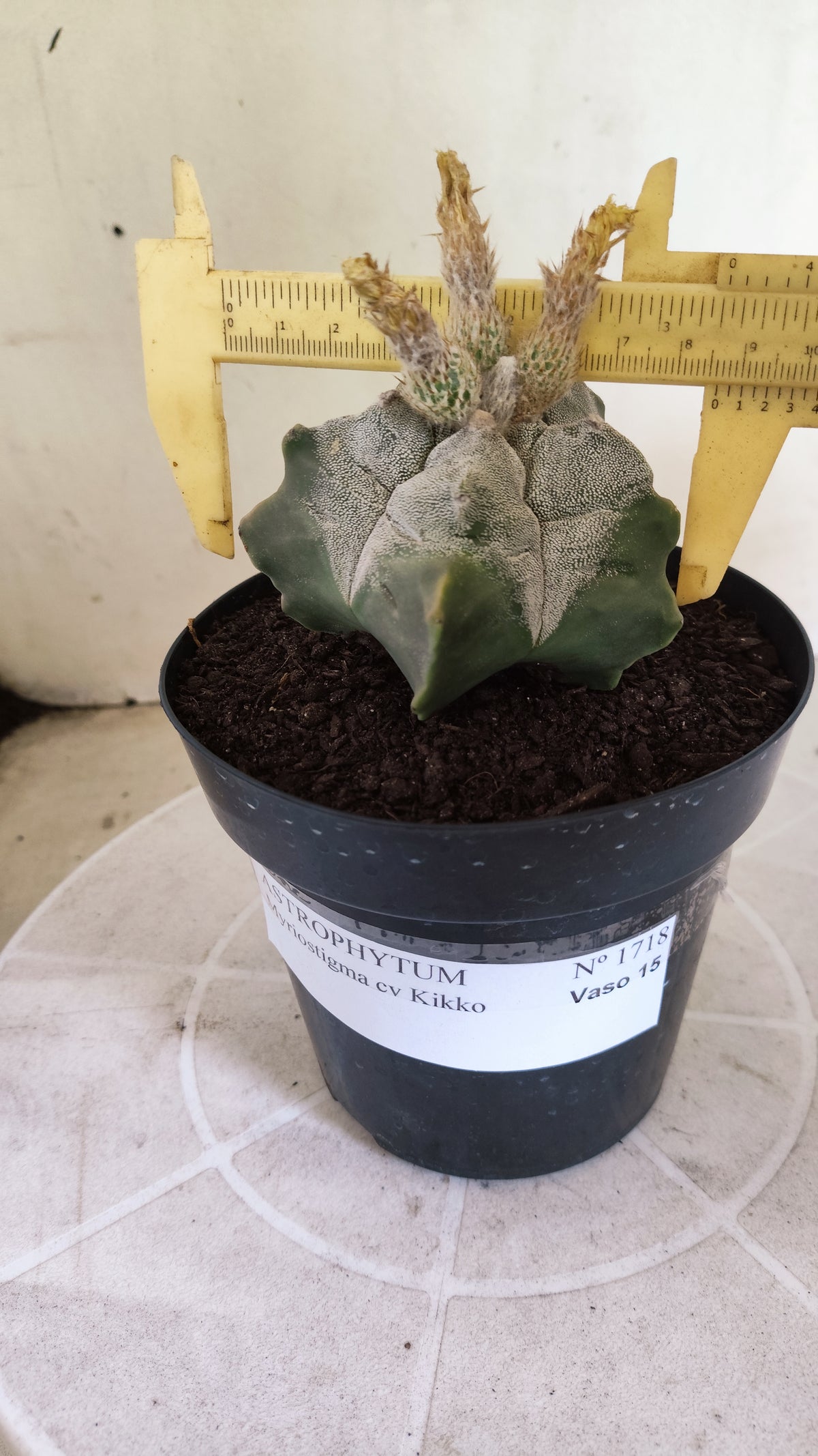 MATRIZ ASTROPHYTUM cv KIKKO  Nº 1717 – vaso 15