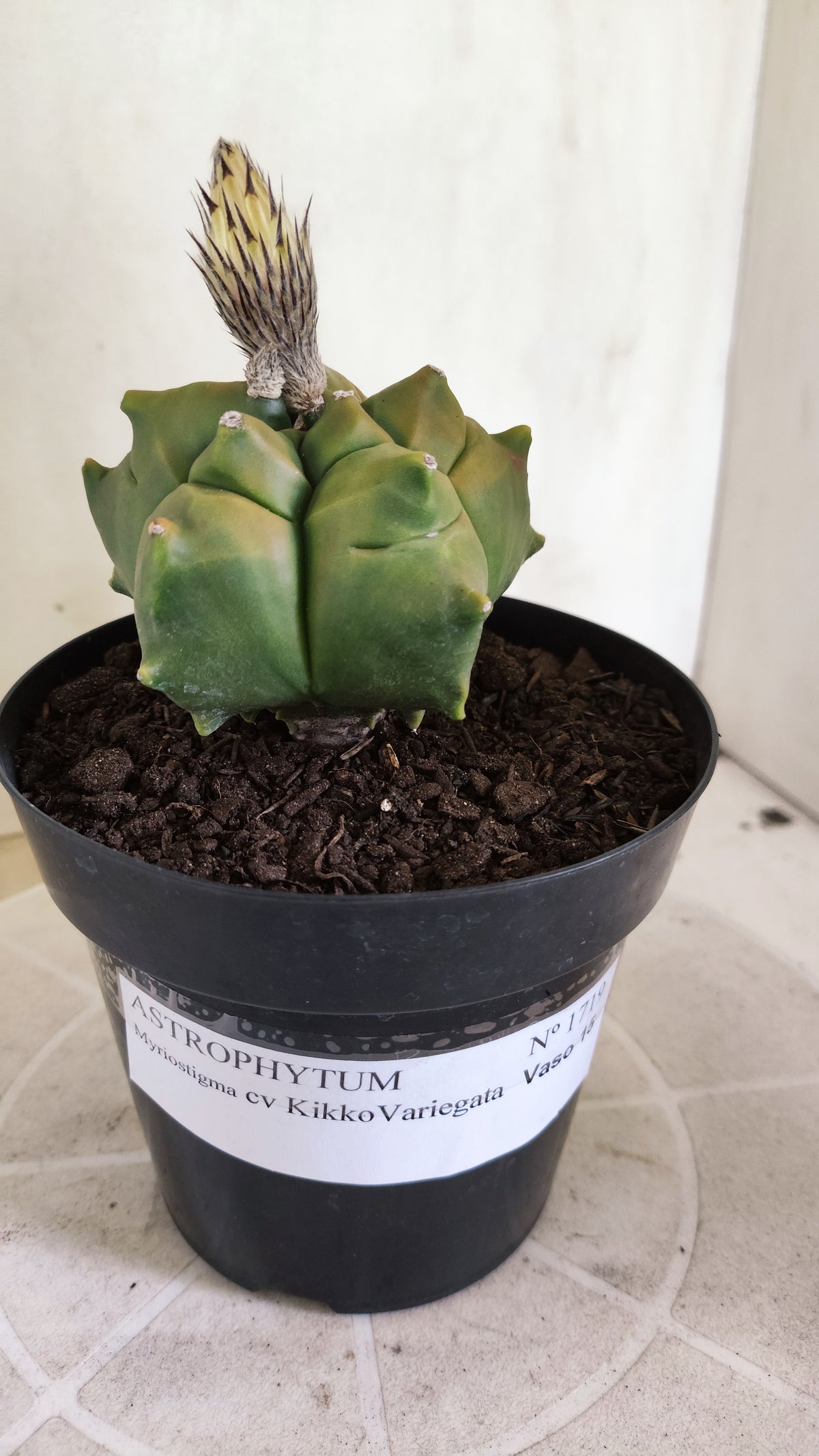 MATRIZ ASTROPHYTUM cv KIKKO "Variegata"  Nº 1719 – vaso 15