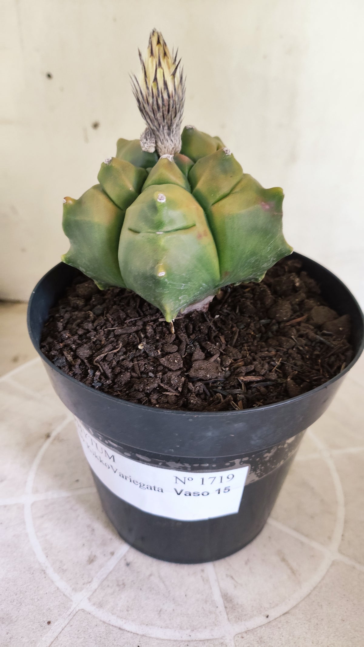 MATRIZ ASTROPHYTUM cv KIKKO "Variegata"  Nº 1719 – vaso 15
