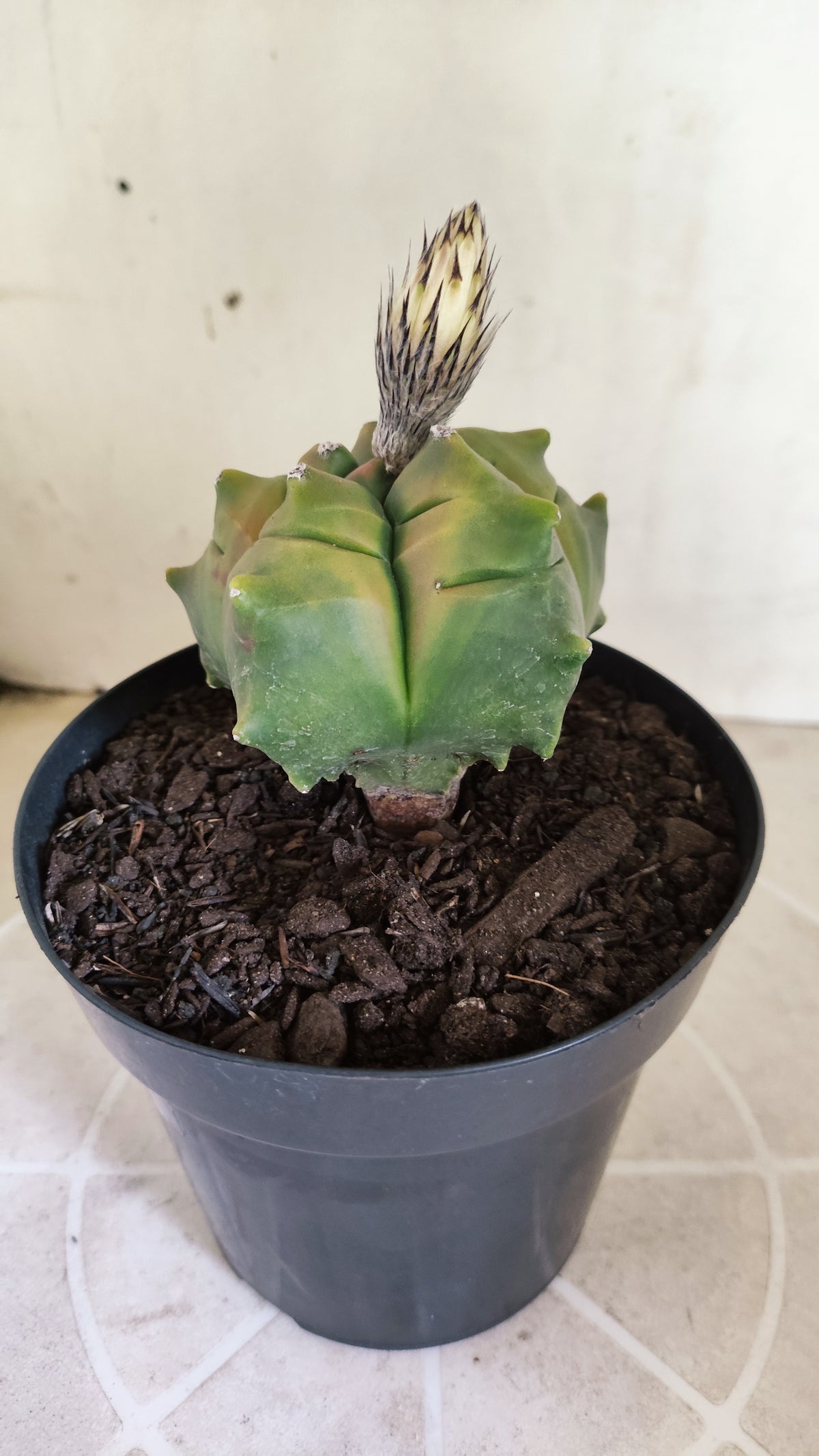 MATRIZ ASTROPHYTUM cv KIKKO "Variegata"  Nº 1719 – vaso 15