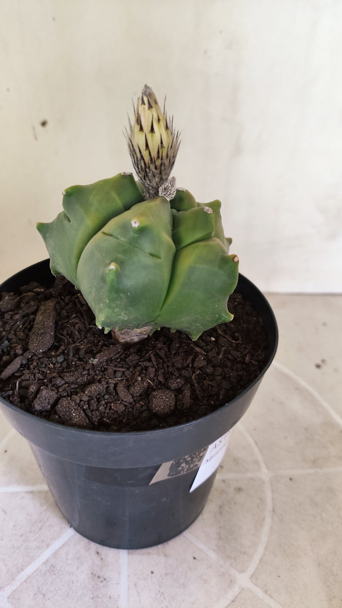 MATRIZ ASTROPHYTUM cv KIKKO "Variegata"  Nº 1719 – vaso 15