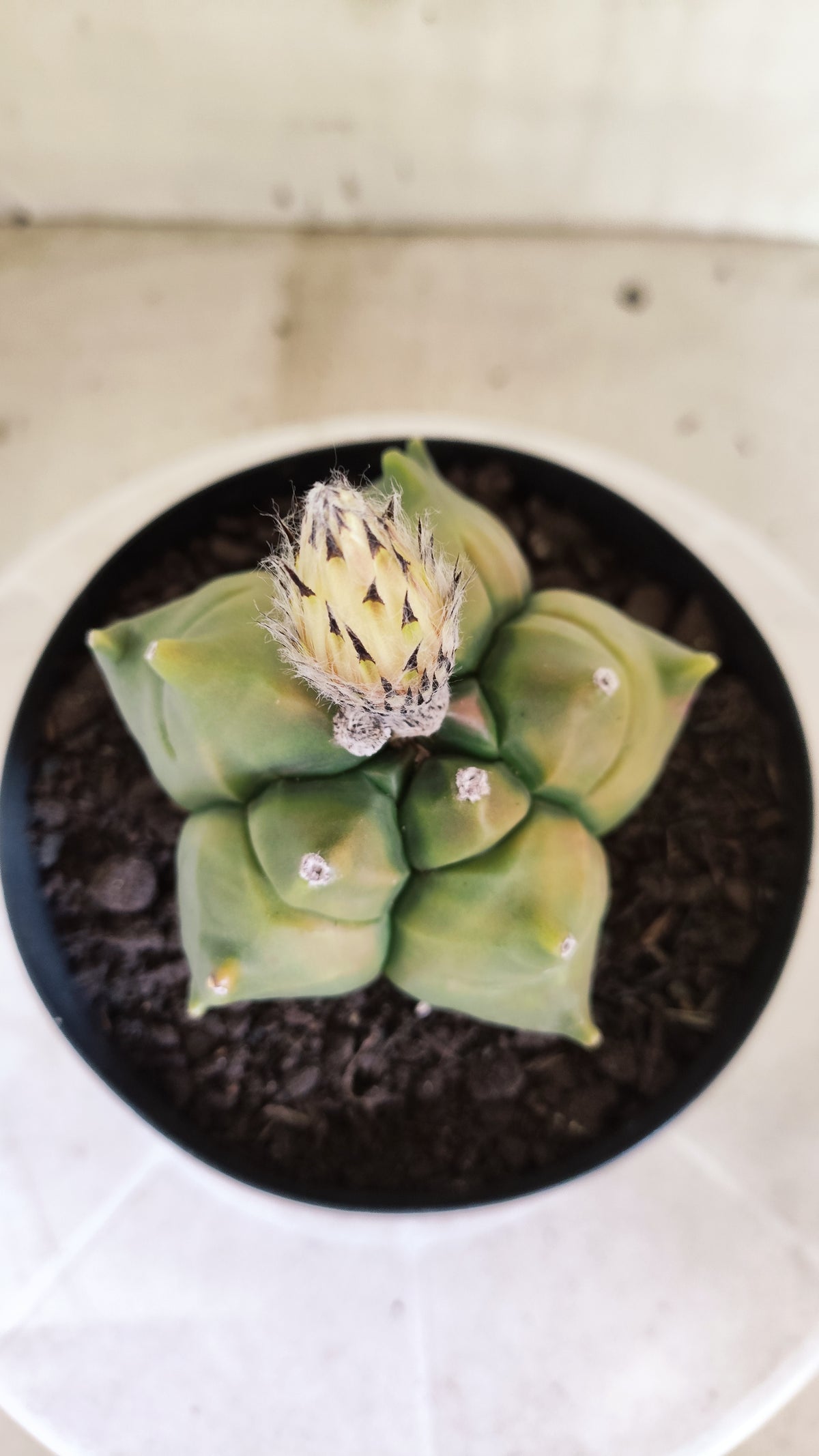 MATRIZ ASTROPHYTUM cv KIKKO "Variegata"  Nº 1719 – vaso 15