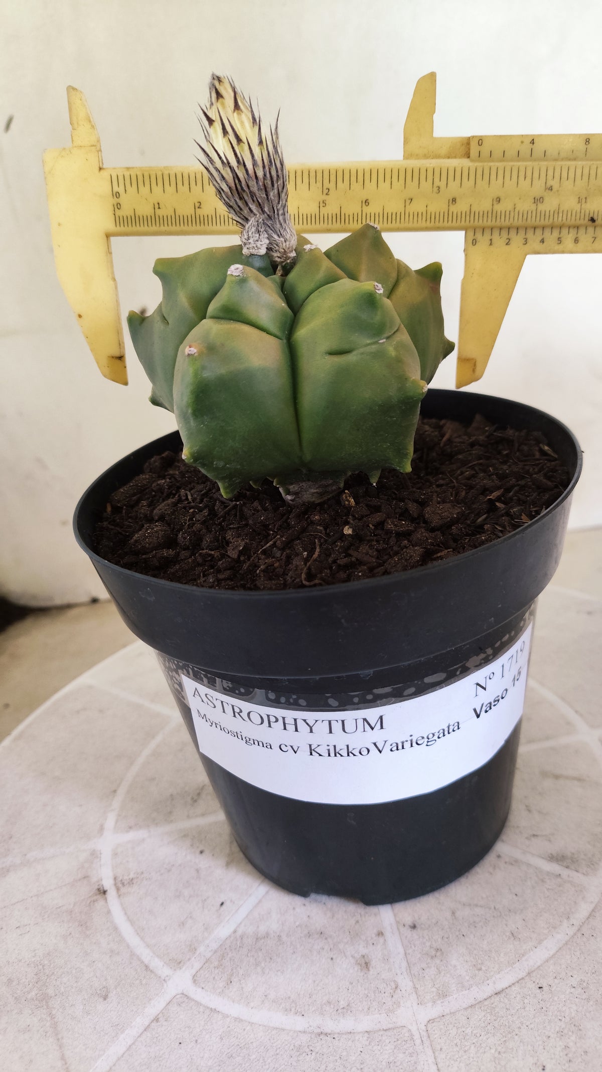 MATRIZ ASTROPHYTUM cv KIKKO "Variegata"  Nº 1719 – vaso 15