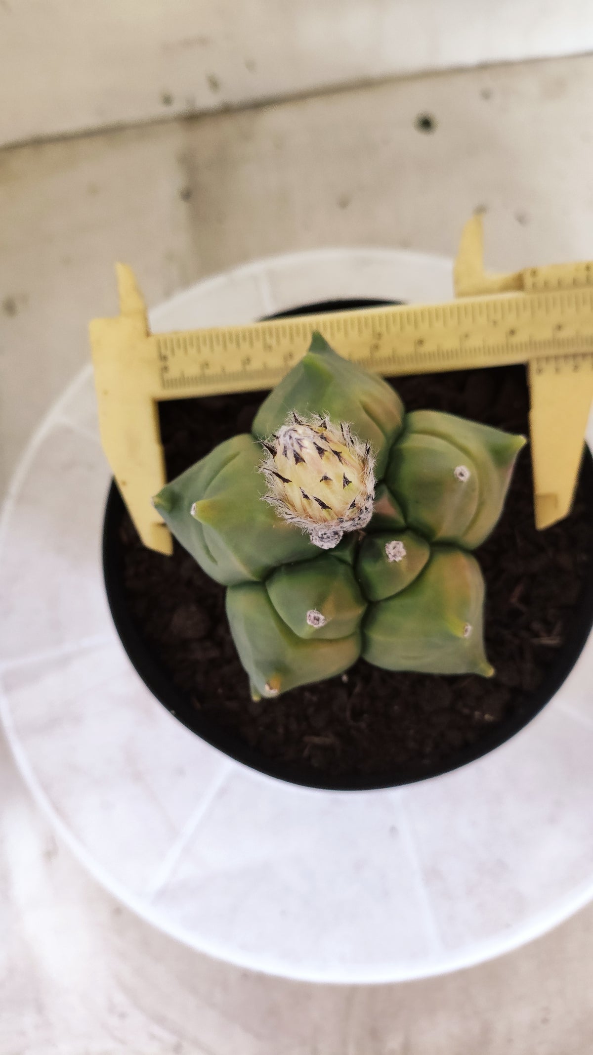 MATRIZ ASTROPHYTUM cv KIKKO "Variegata"  Nº 1719 – vaso 15