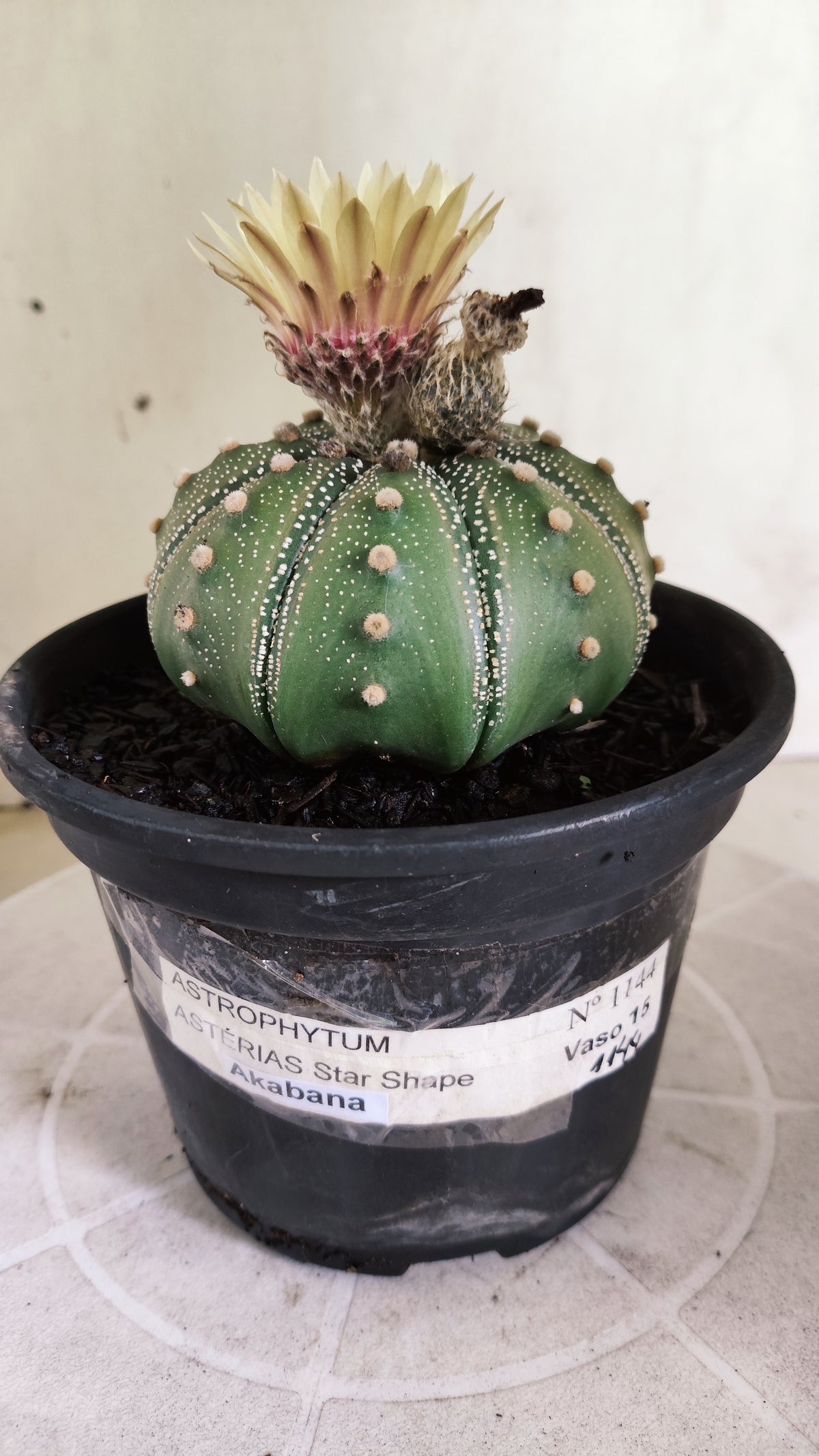 ASTROPHYTUM ASTERIAS "STAR SHAPE - Akabana"   Nº 1144 – vaso 15
