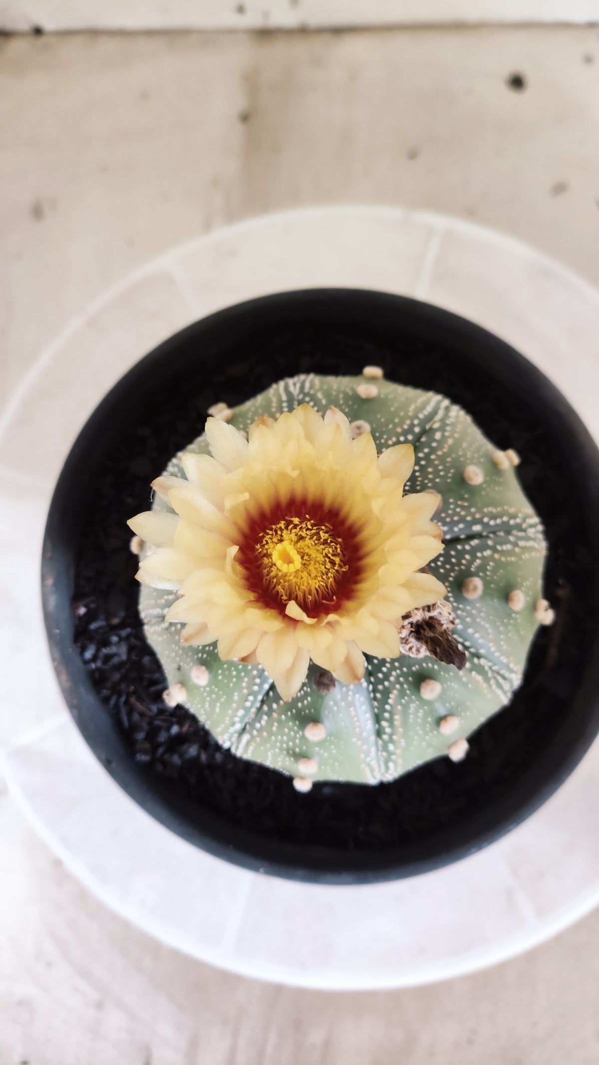 ASTROPHYTUM ASTERIAS "STAR SHAPE - Akabana"   Nº 1144 – vaso 15
