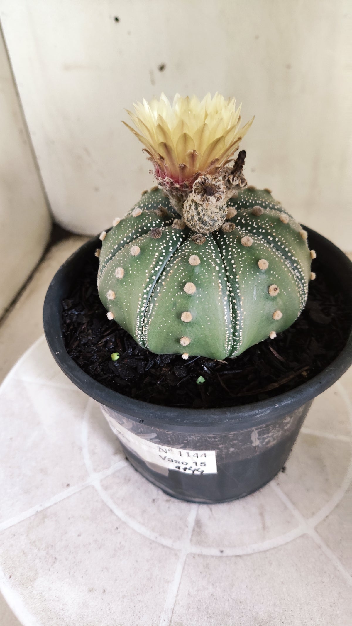 ASTROPHYTUM ASTERIAS "STAR SHAPE - Akabana"   Nº 1144 – vaso 15