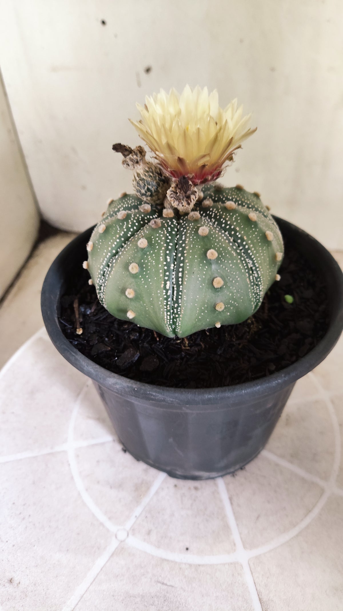 ASTROPHYTUM ASTERIAS "STAR SHAPE - Akabana"   Nº 1144 – vaso 15