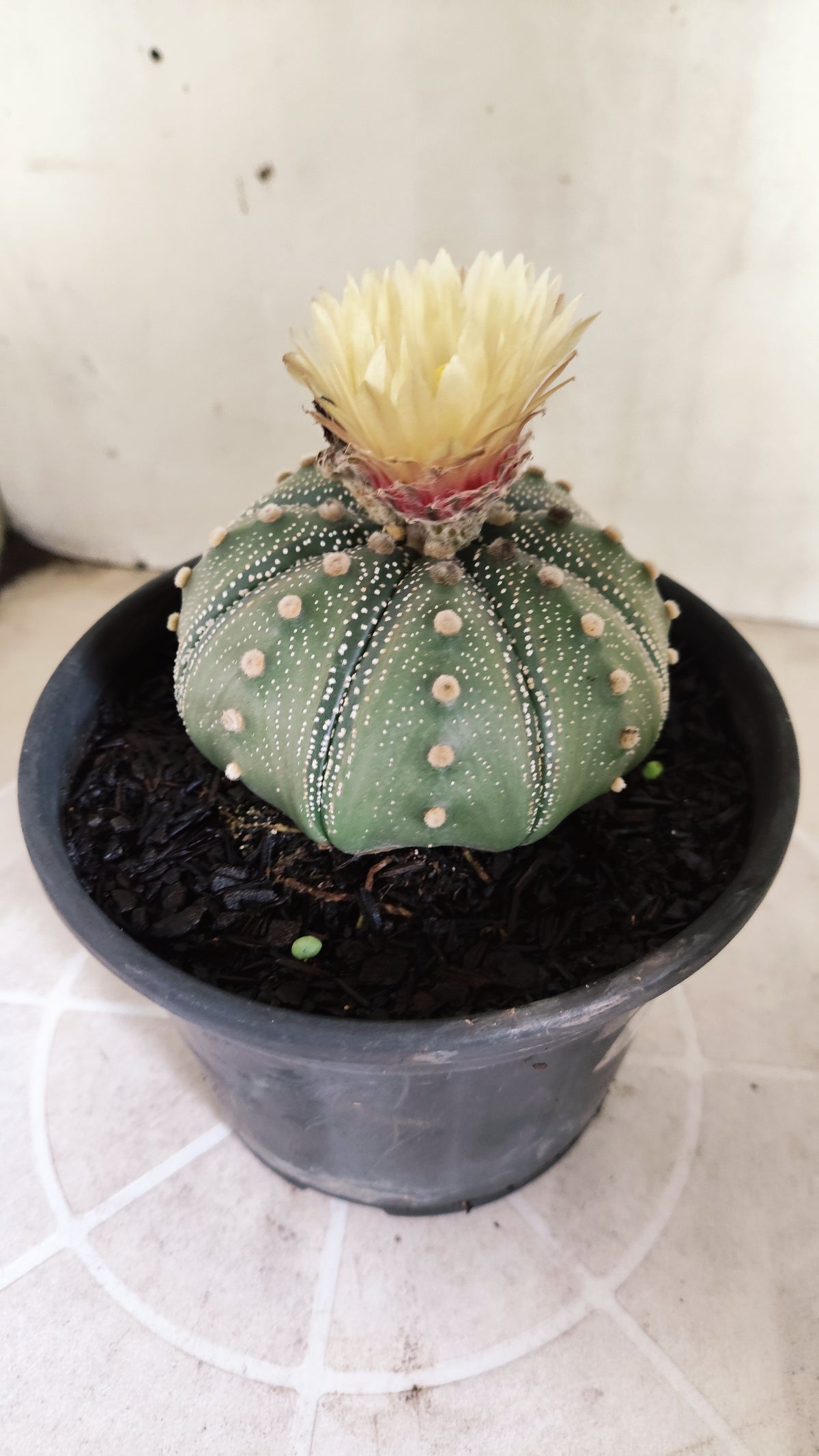 ASTROPHYTUM ASTERIAS "STAR SHAPE - Akabana"   Nº 1144 – vaso 15