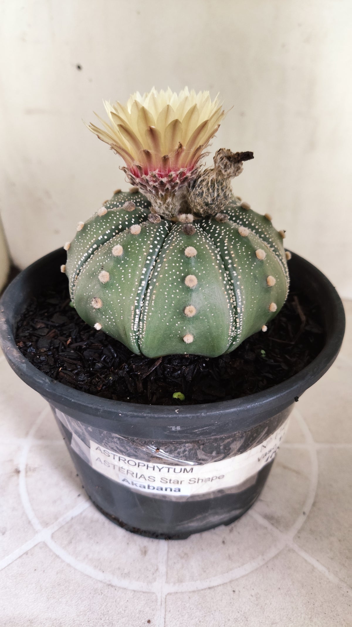 ASTROPHYTUM ASTERIAS "STAR SHAPE - Akabana"   Nº 1144 – vaso 15